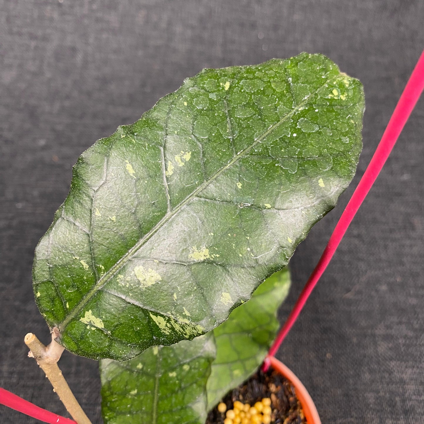 Hoya SP Aceh Dragon