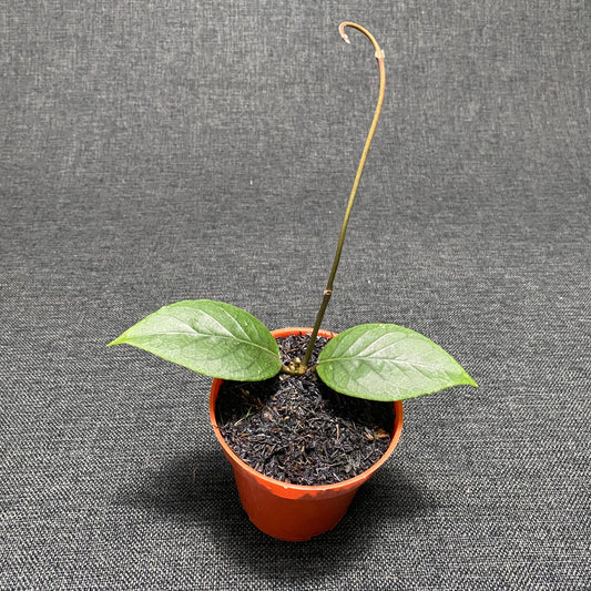 Hoya SP Aceh Dragon Eggs - Indonesian Rare Plants