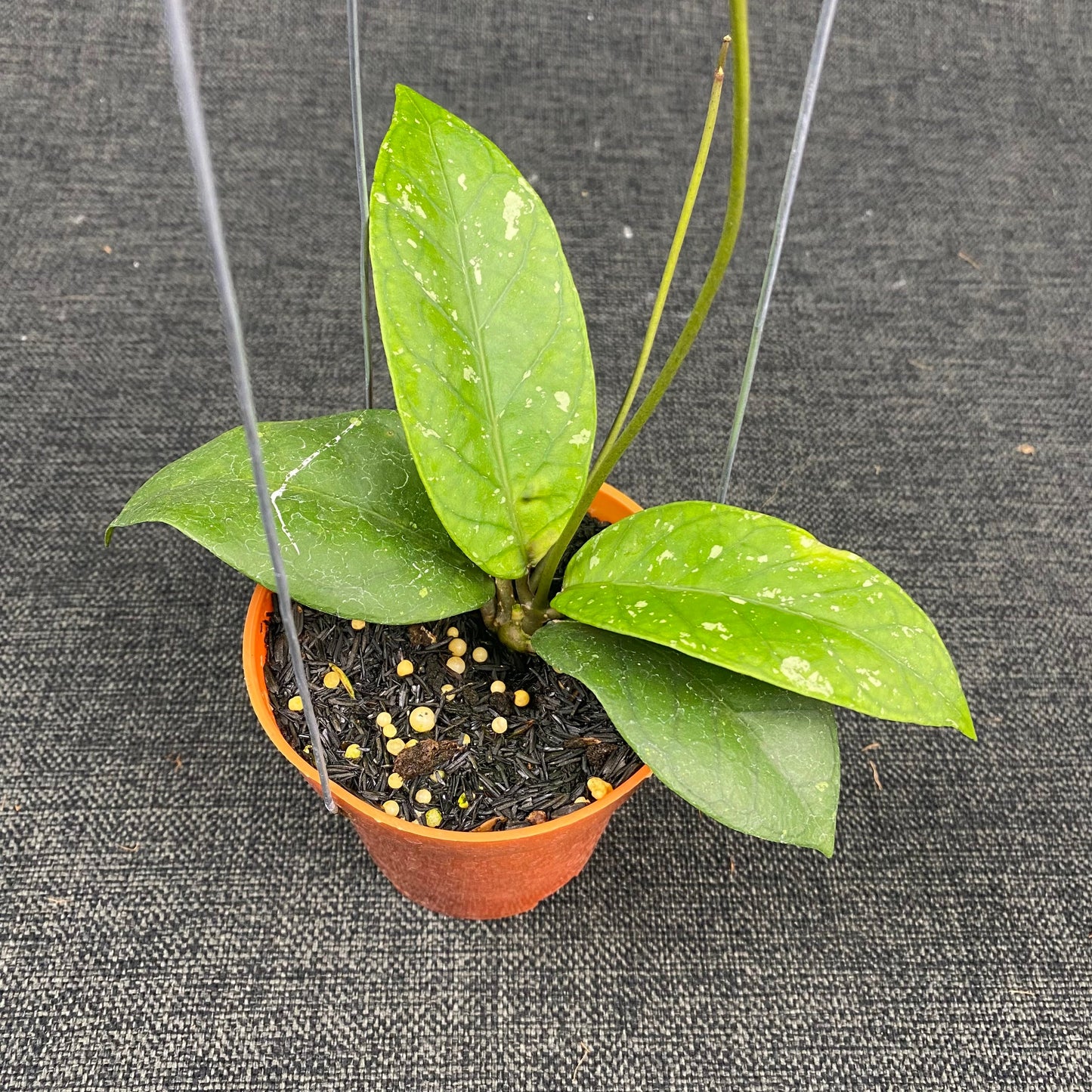 Hoya SP Aceh Dragon Heart - Indonesian Rare Plants