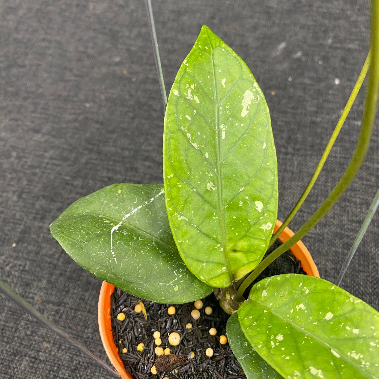 Hoya SP Aceh Dragon Heart