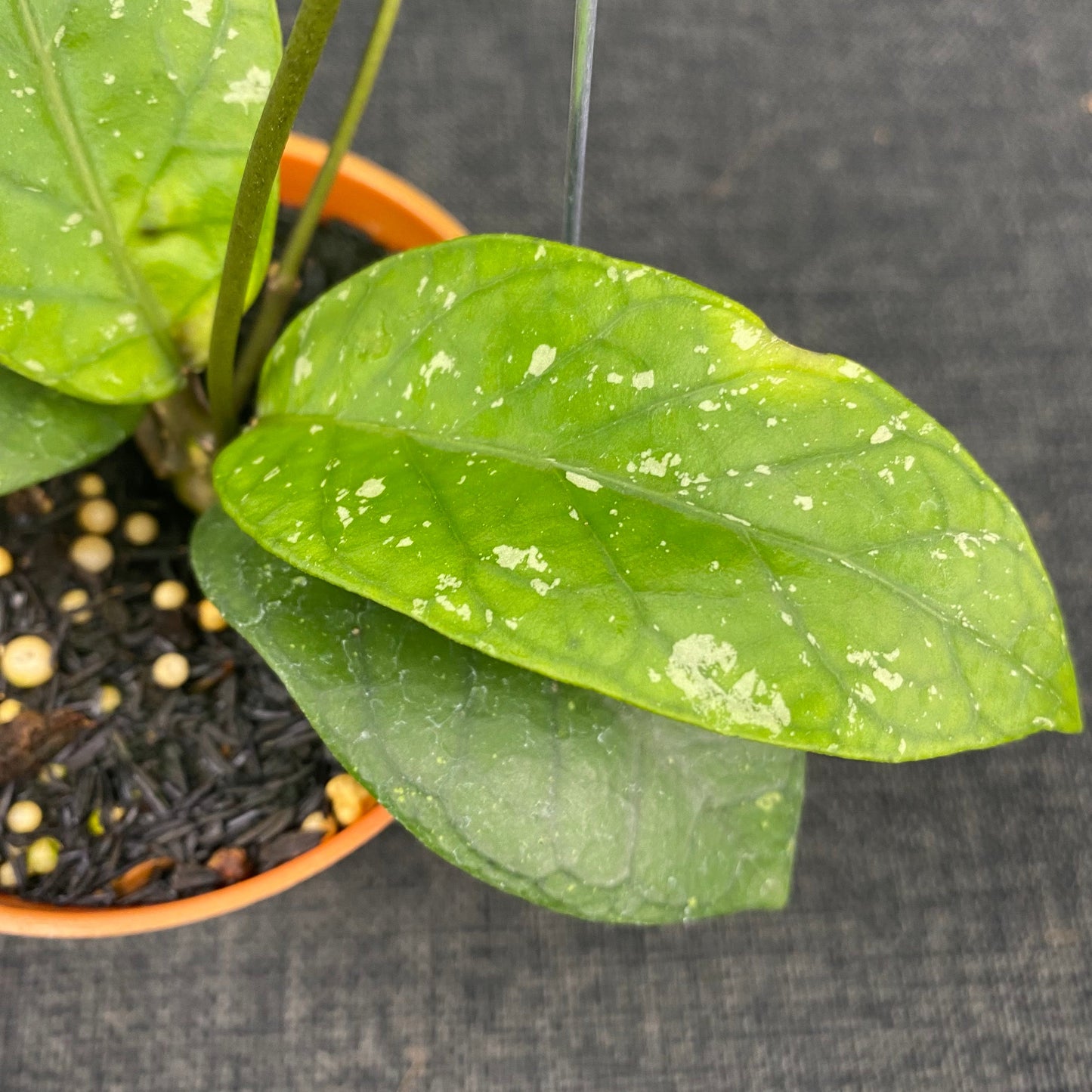 Hoya SP Aceh Dragon Heart