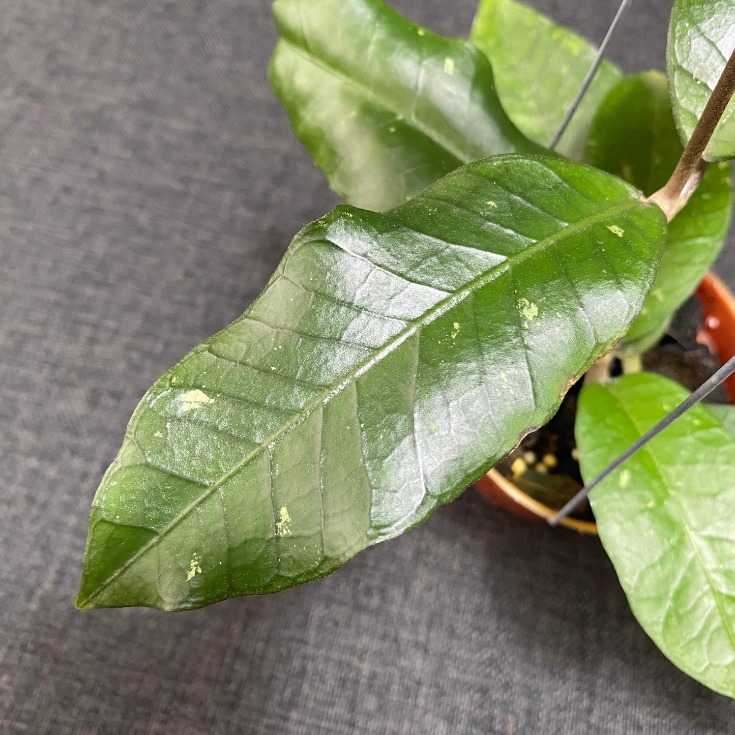 Hoya SP Aceh Green Diamond