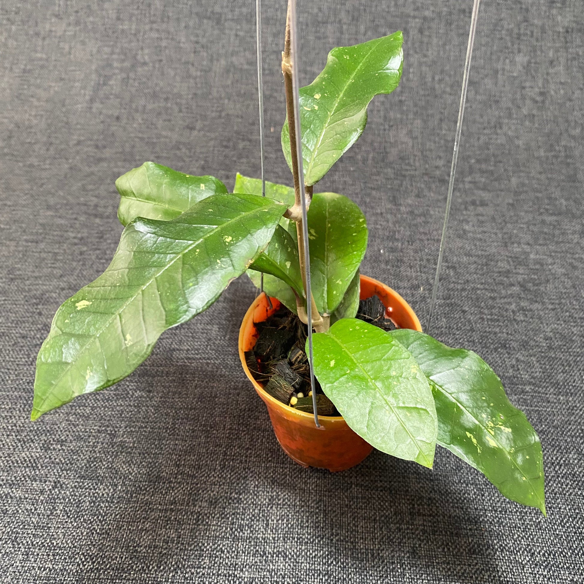 Hoya SP Aceh Green Diamond - Indonesian Rare Plants