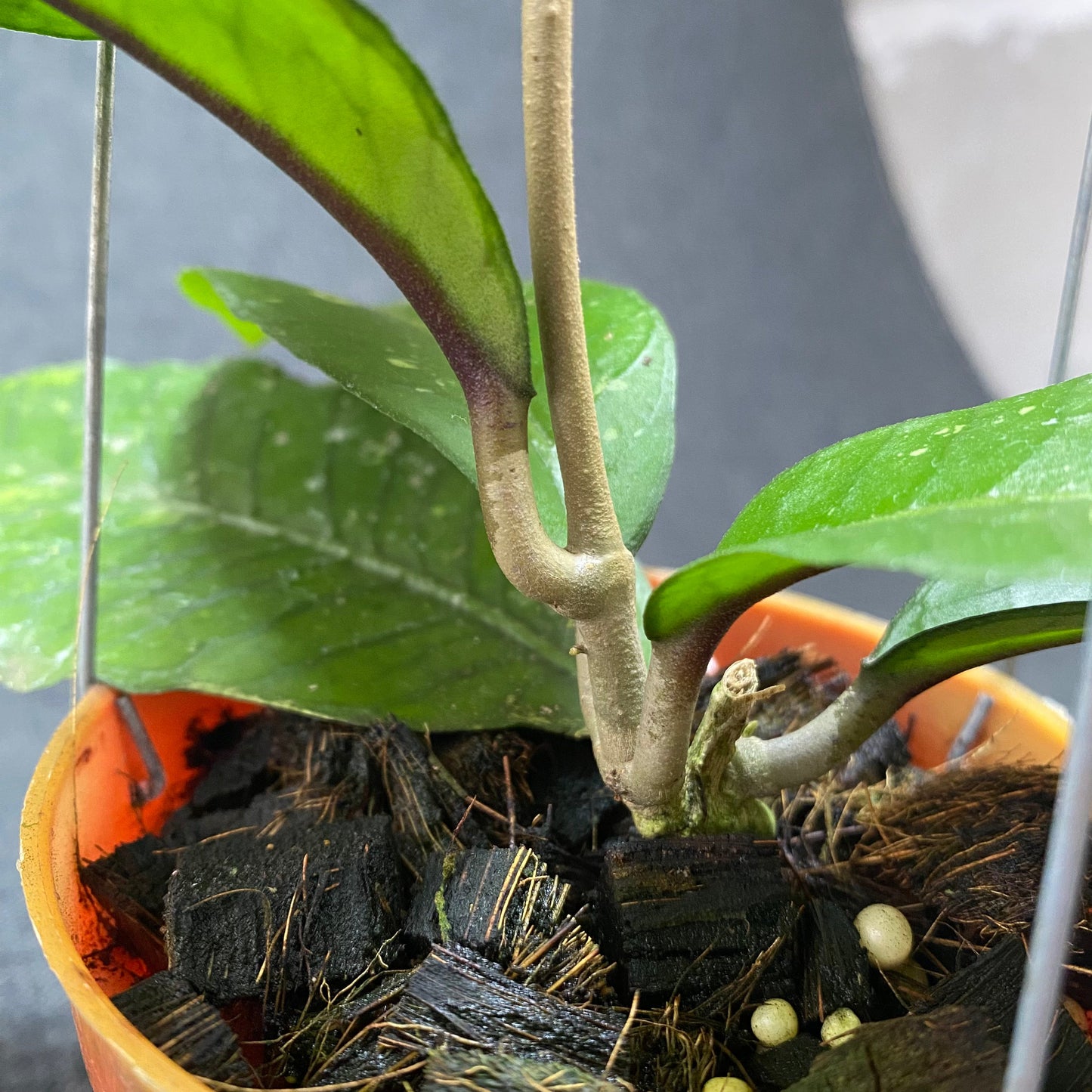 Hoya SP Aceh Green Diamond