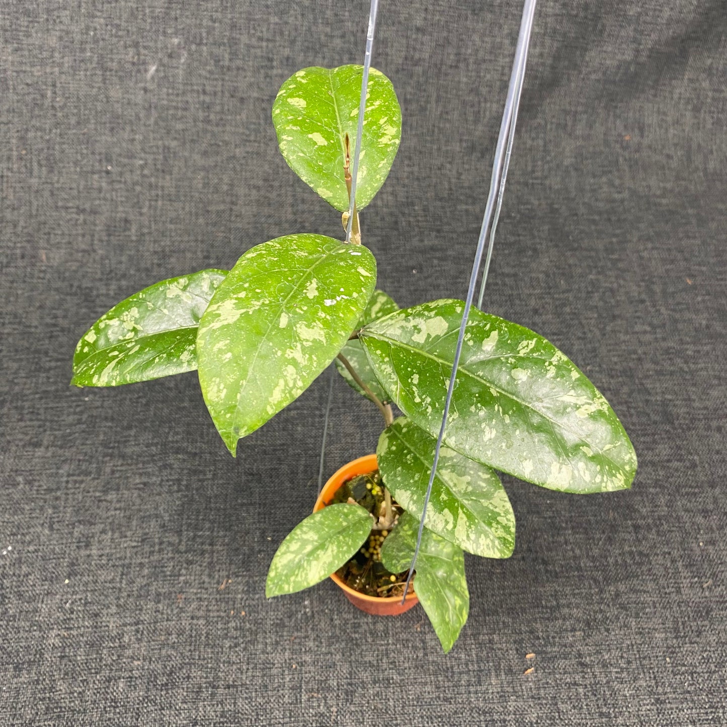 Hoya SP Aceh Gunung Kapi - Indonesian Rare Plants