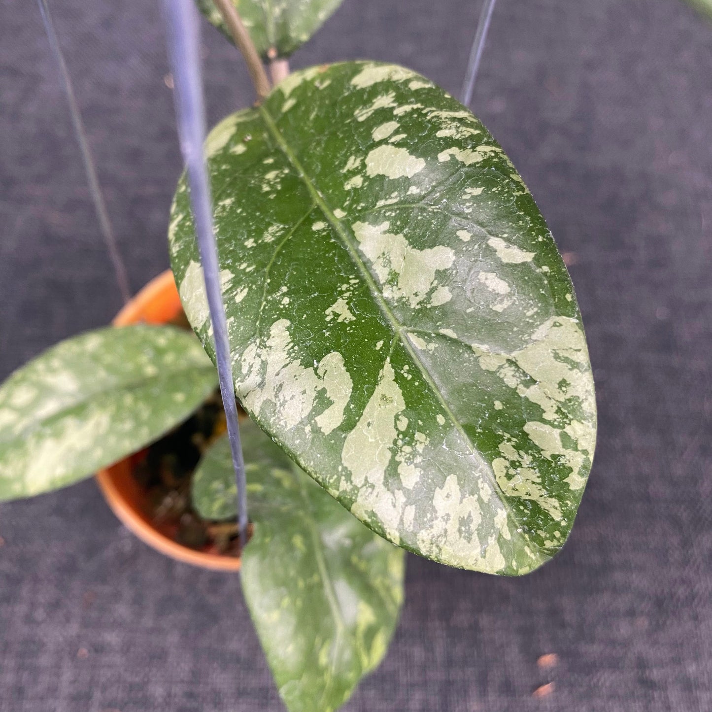 Hoya SP Aceh Gunung Kapi