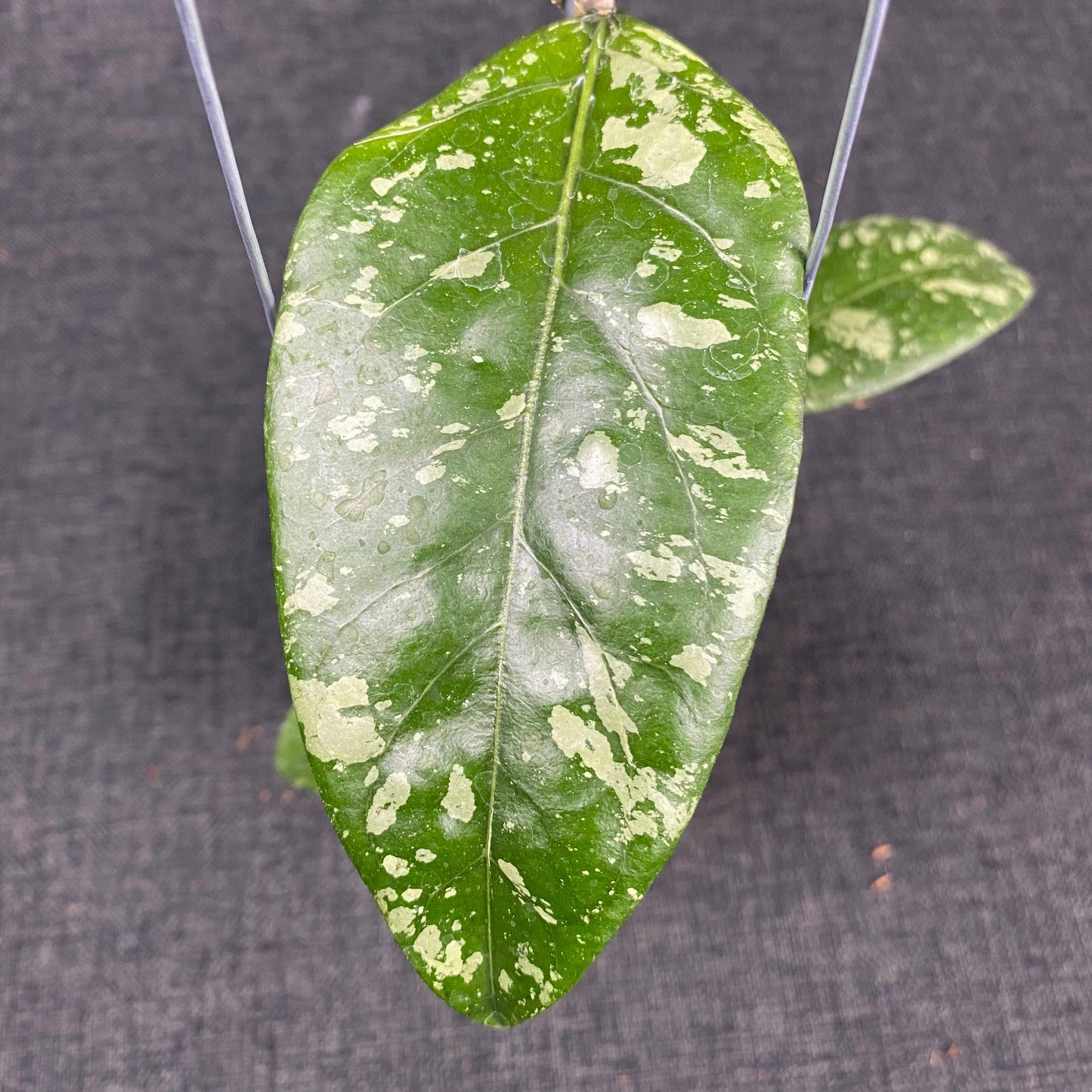 Hoya SP Aceh Gunung Kapi