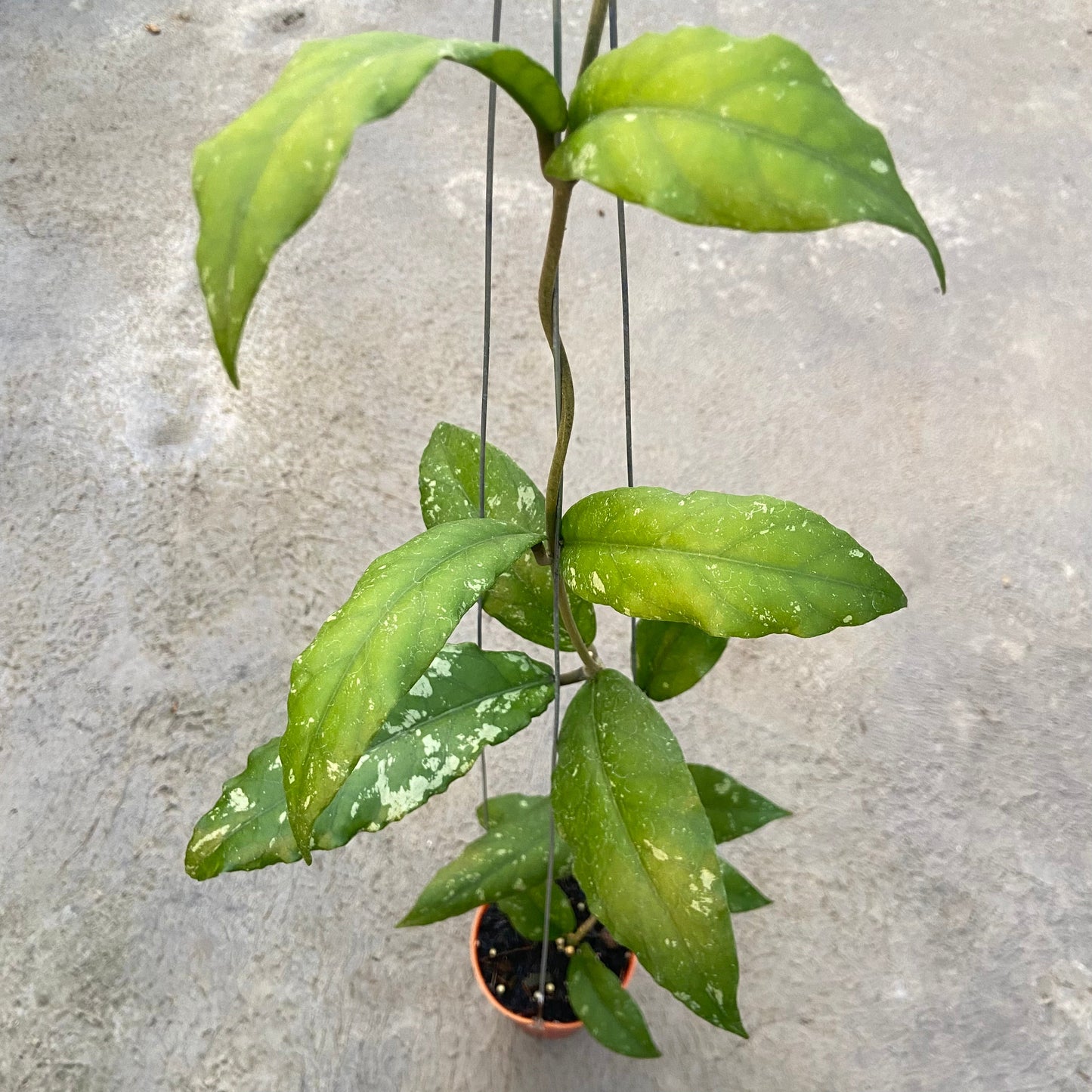 Hoya SP Aceh Dragon Curly - Indonesian Rare Plants
