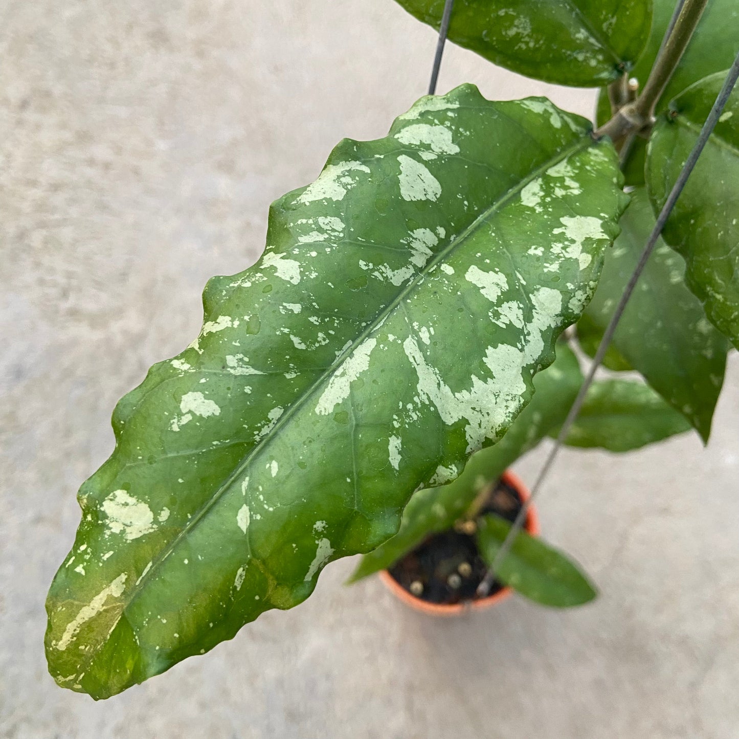Hoya SP Aceh Dragon Curly