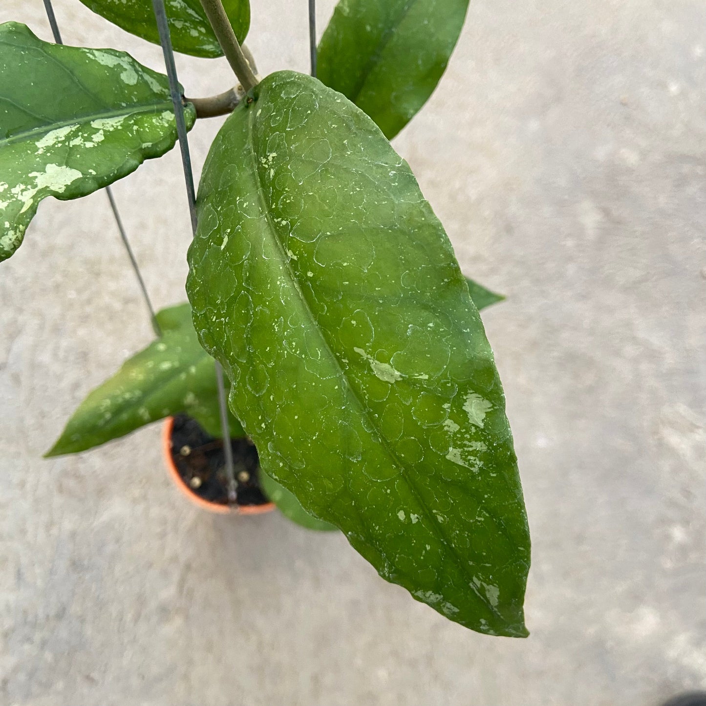 Hoya SP Aceh Dragon Curly