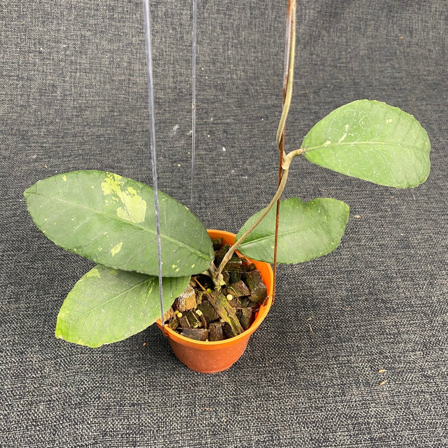 Hoya SP Aceh Jungle Queen - Indonesian Rare Plants