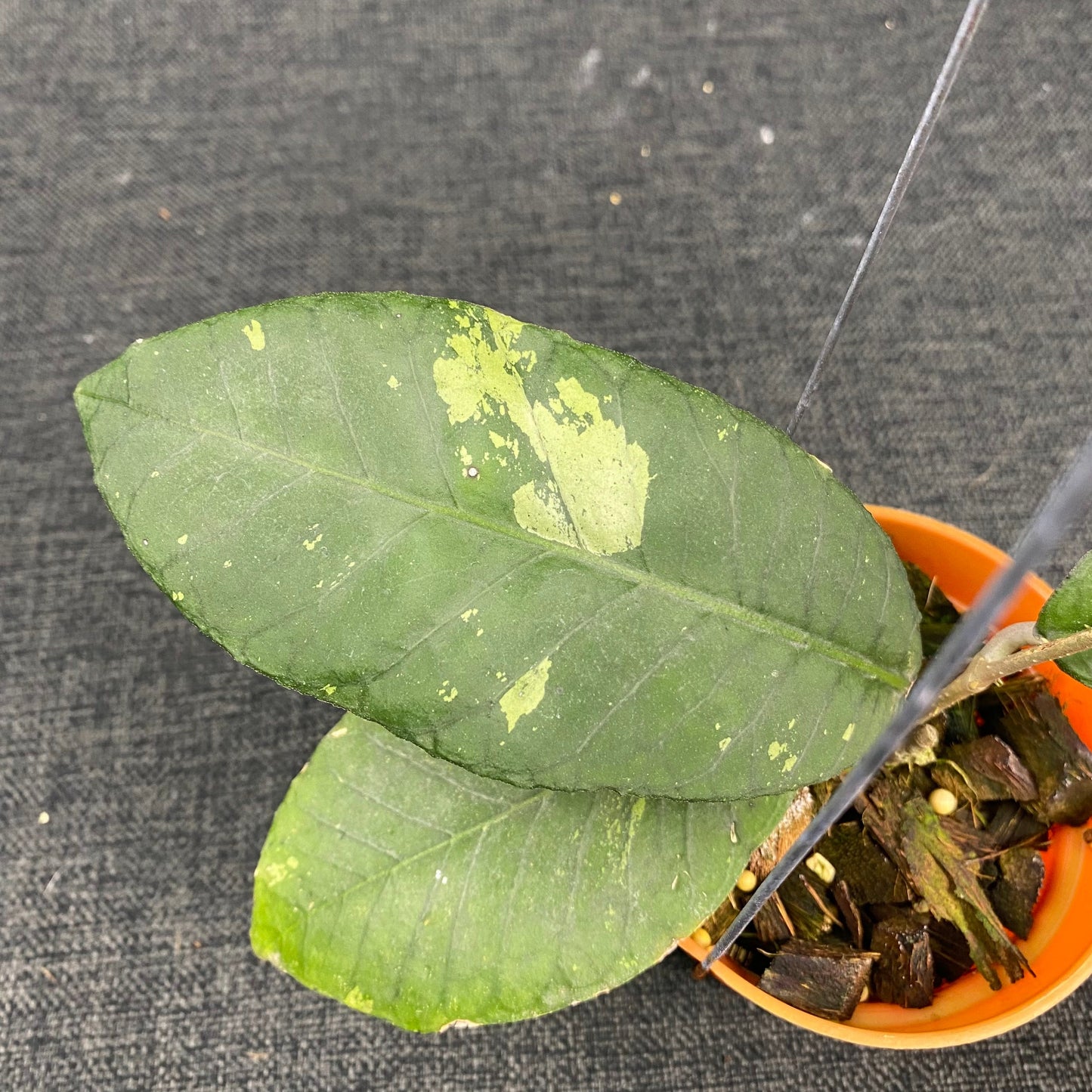 Hoya SP Aceh Jungle Queen