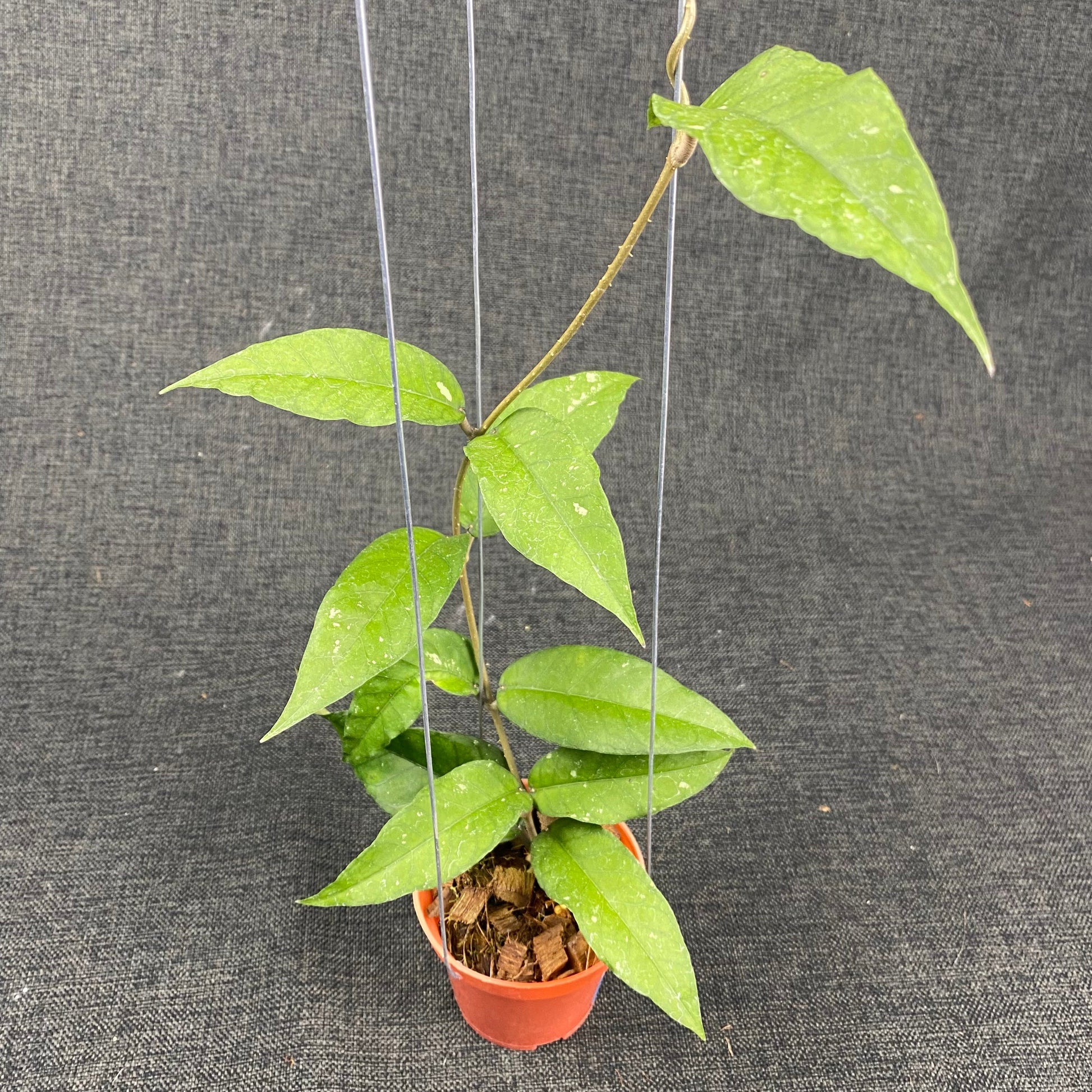 Hoya SP Aceh Lynx - Indonesian Rare Plants