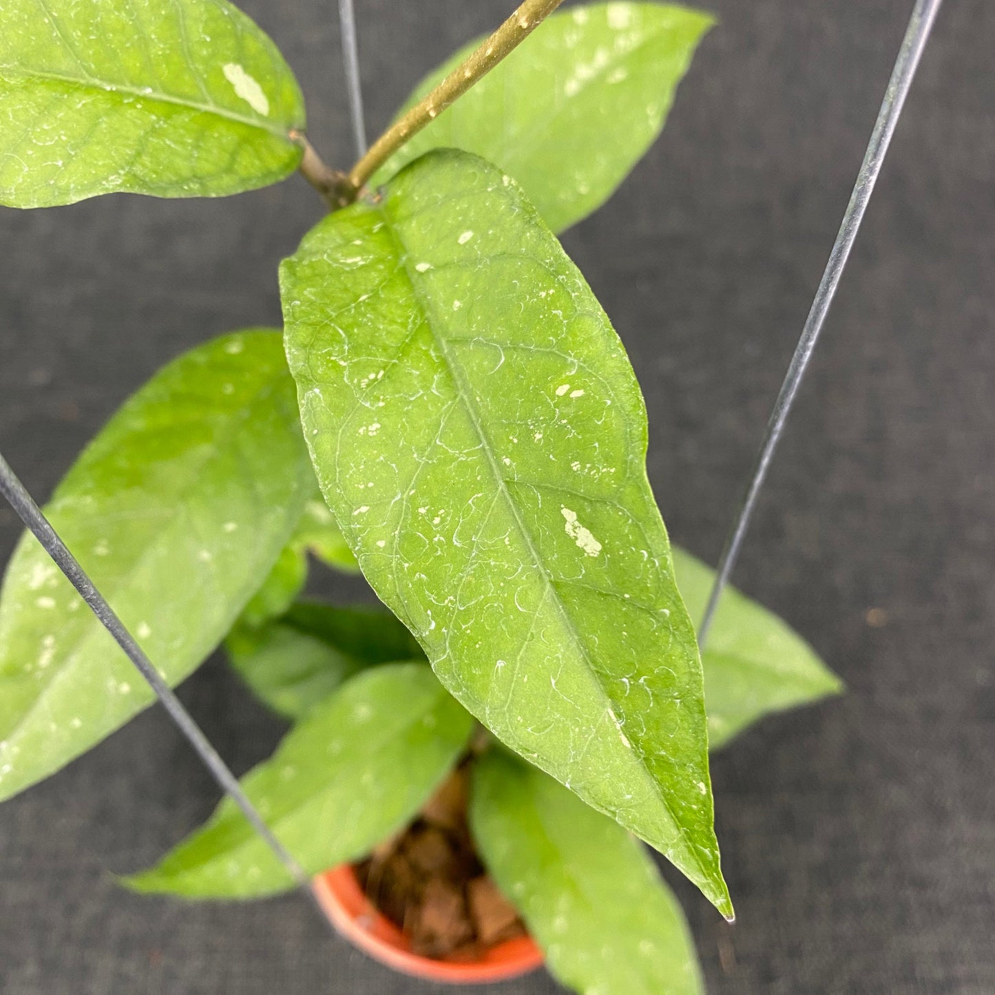 Hoya SP Aceh Lynx