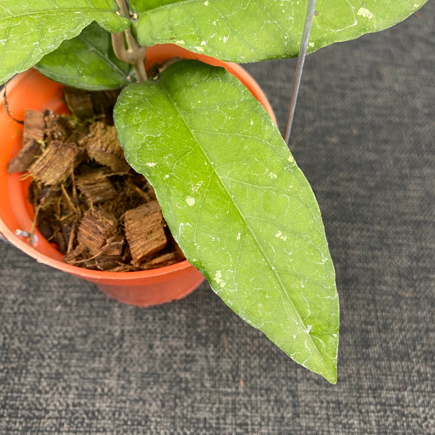 Hoya SP Aceh Lynx