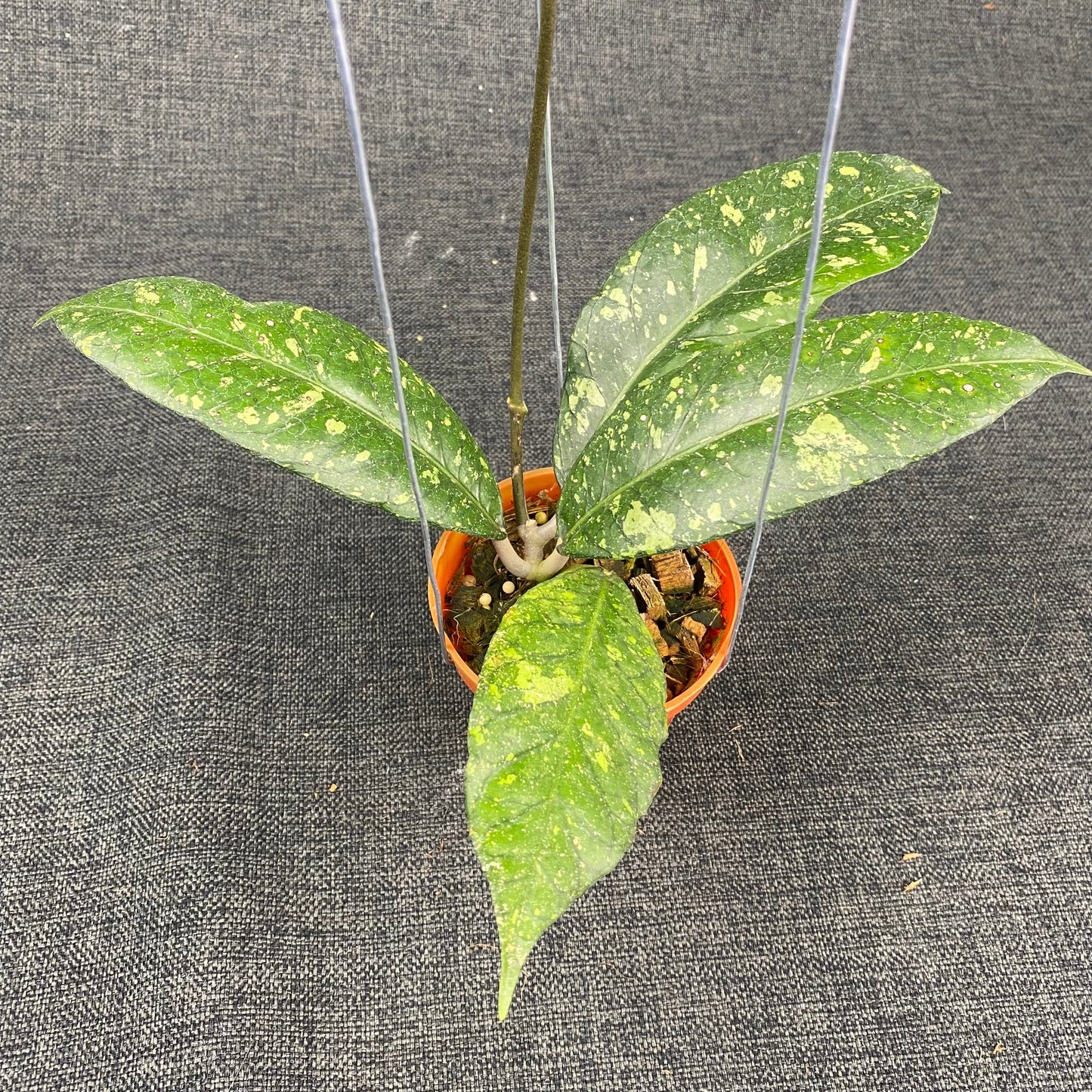 Hoya SP Aceh Malaking - Indonesian Rare Plants