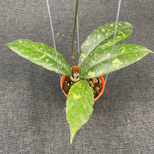 Hoya SP Aceh Malaking - Indonesian Rare Plants