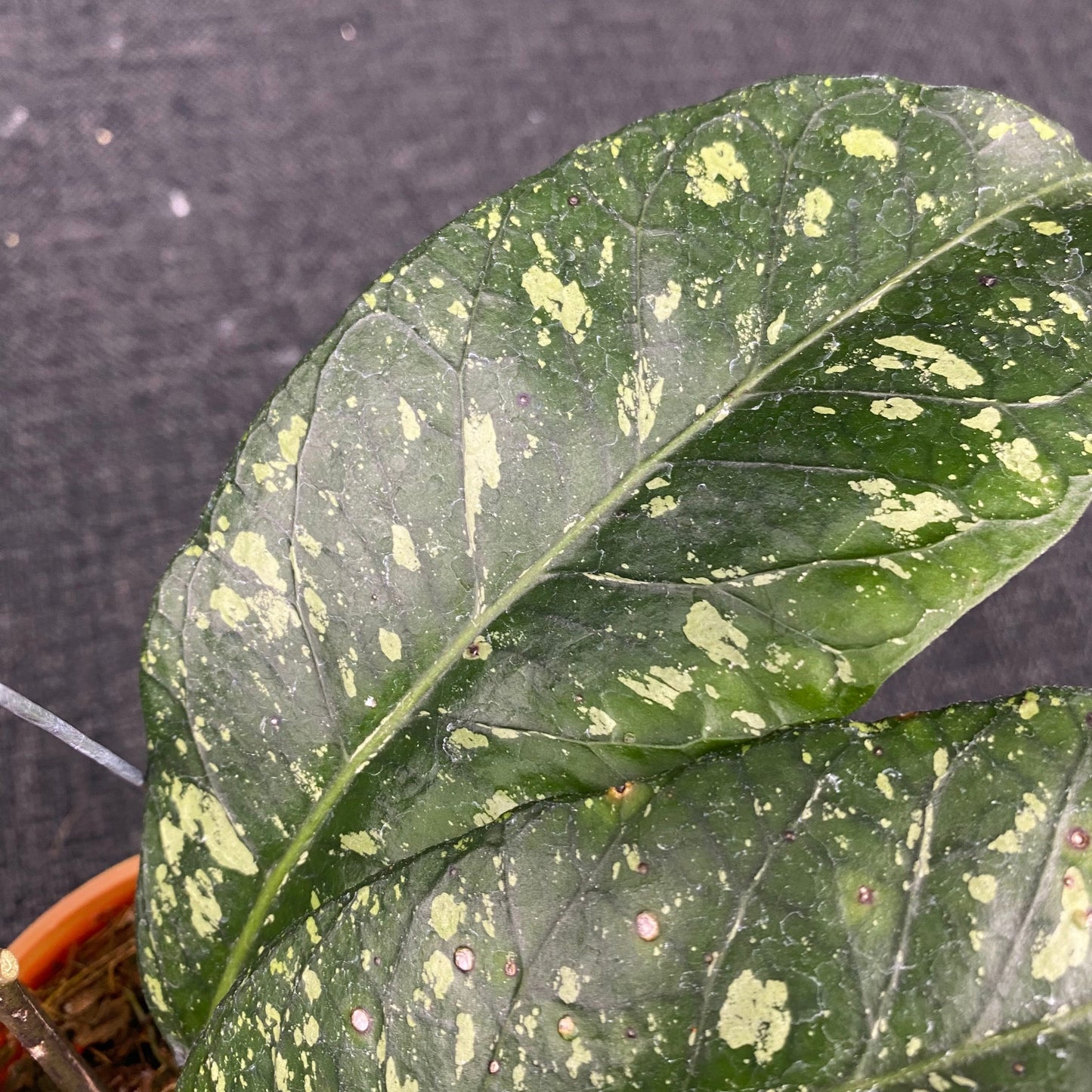 Hoya SP Aceh Malaking