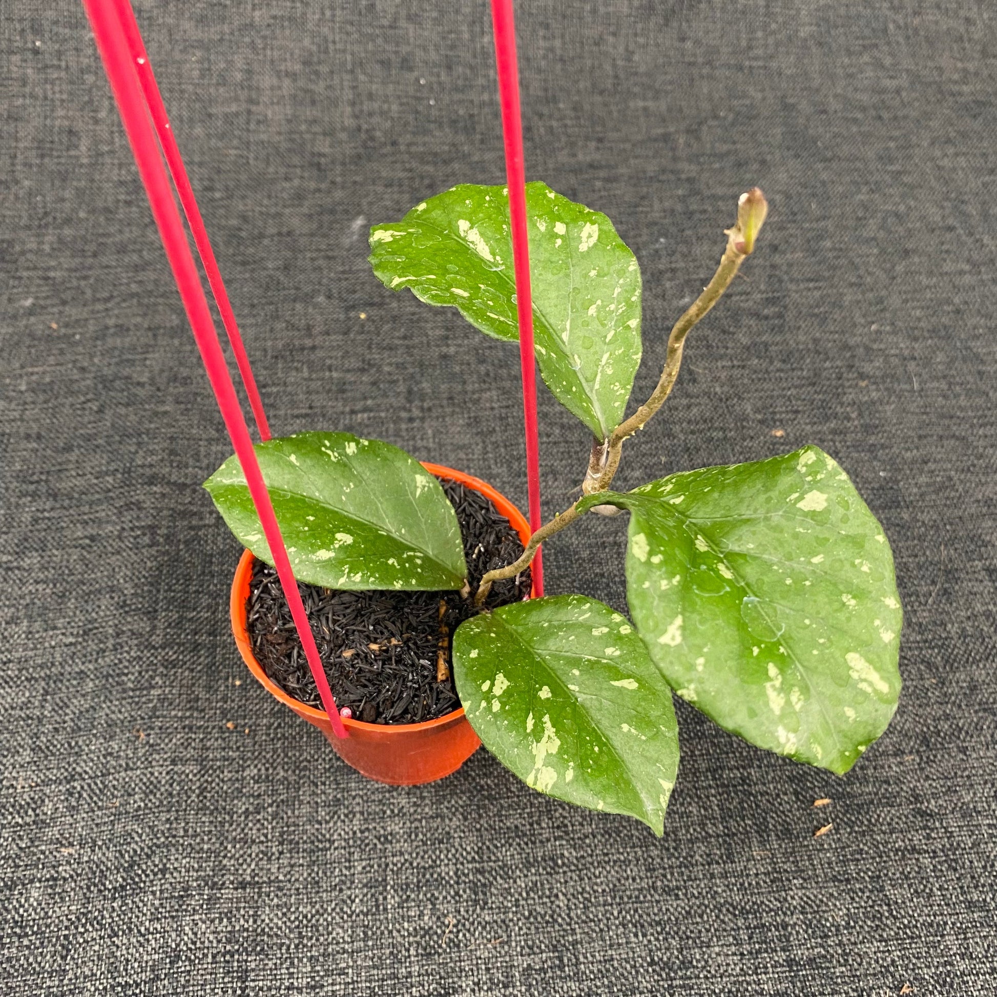 Hoya SP Aceh Manohara - Indonesian Rare Plants