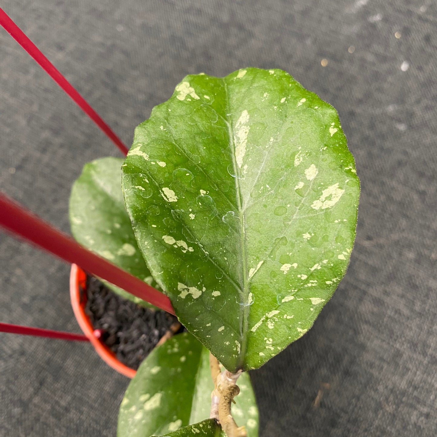 Hoya SP Aceh Manohara