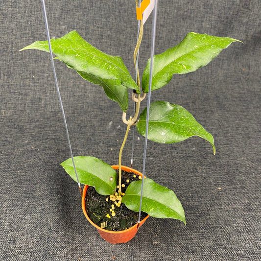 Hoya SP Aceh Minmi - Indonesian Rare Plants