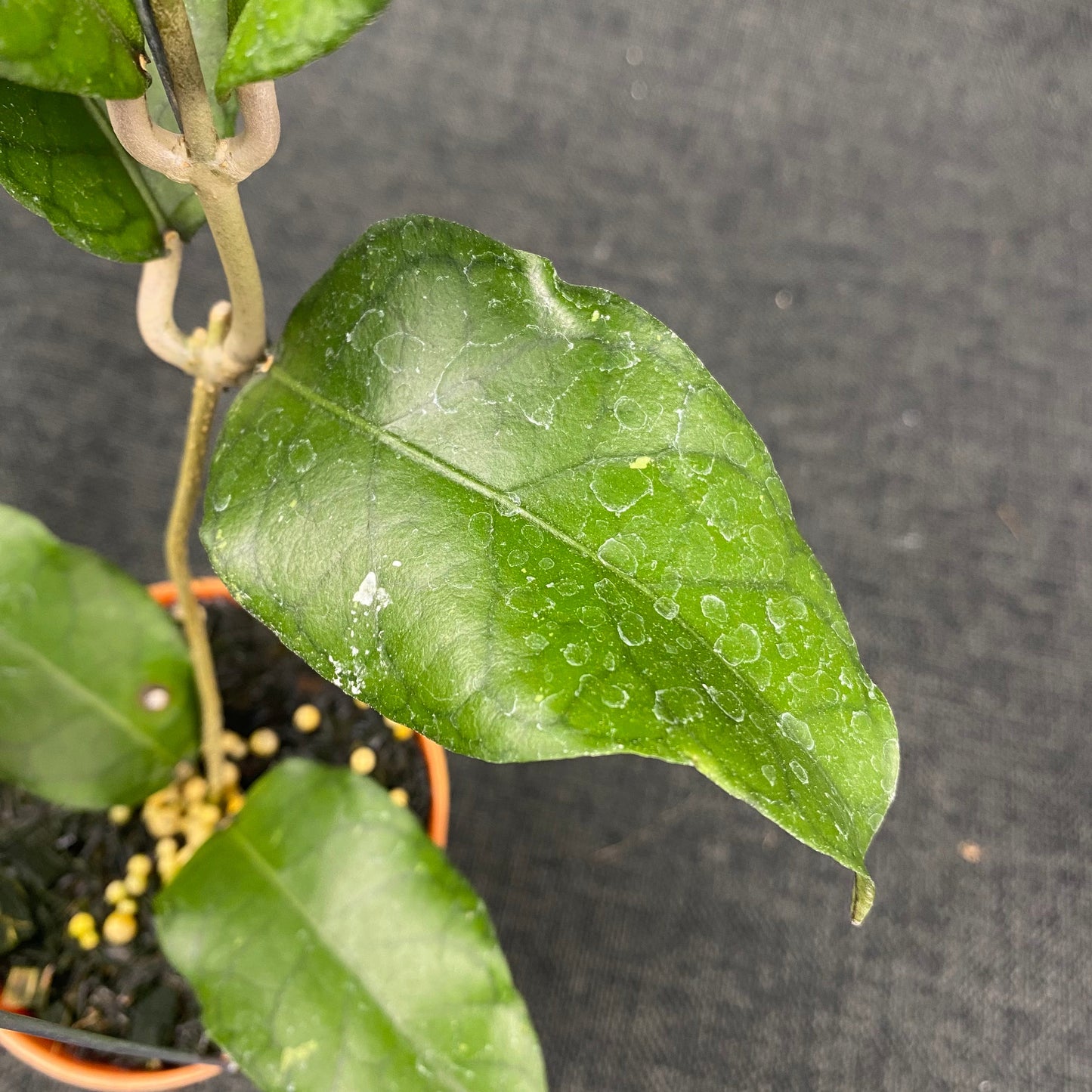 Hoya SP Aceh Minmi