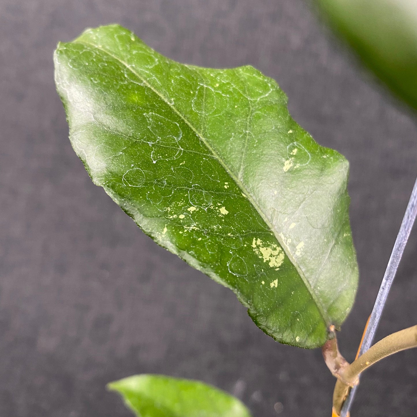 Hoya SP Aceh Minmi