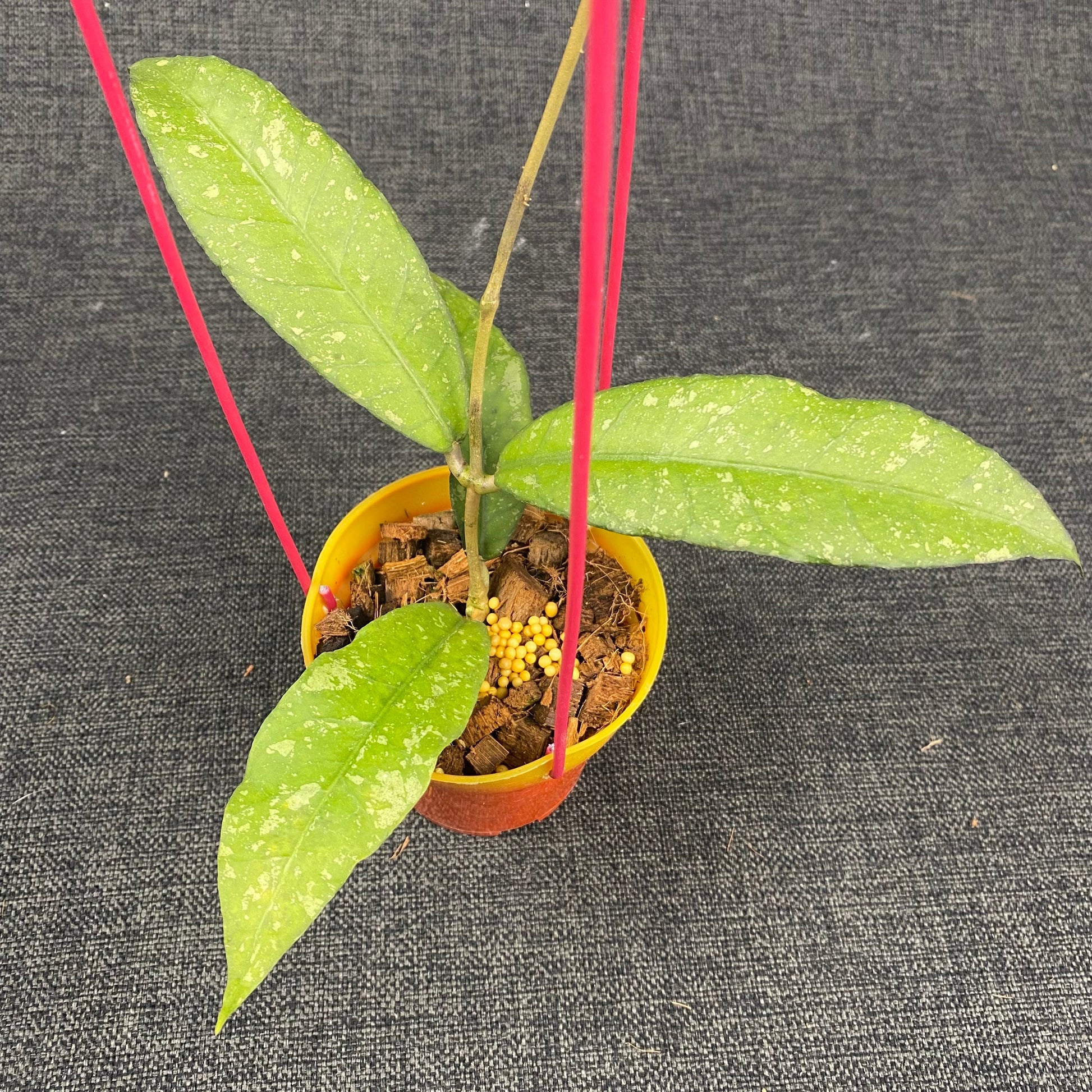 Hoya SP Aceh Pink Splash - Indonesian Rare Plants