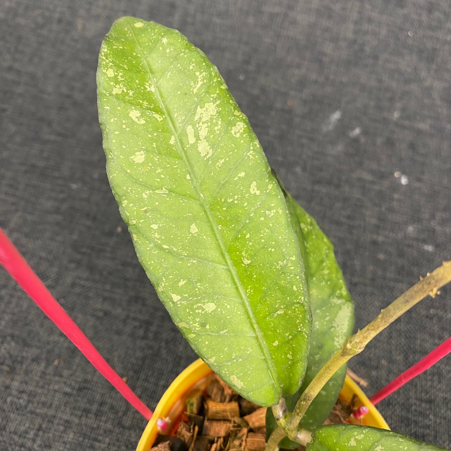 Hoya SP Aceh Pink Splash