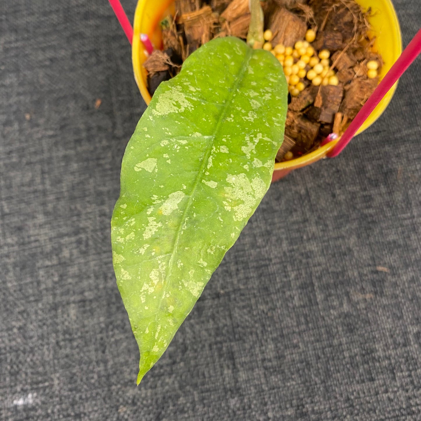 Hoya SP Aceh Pink Splash