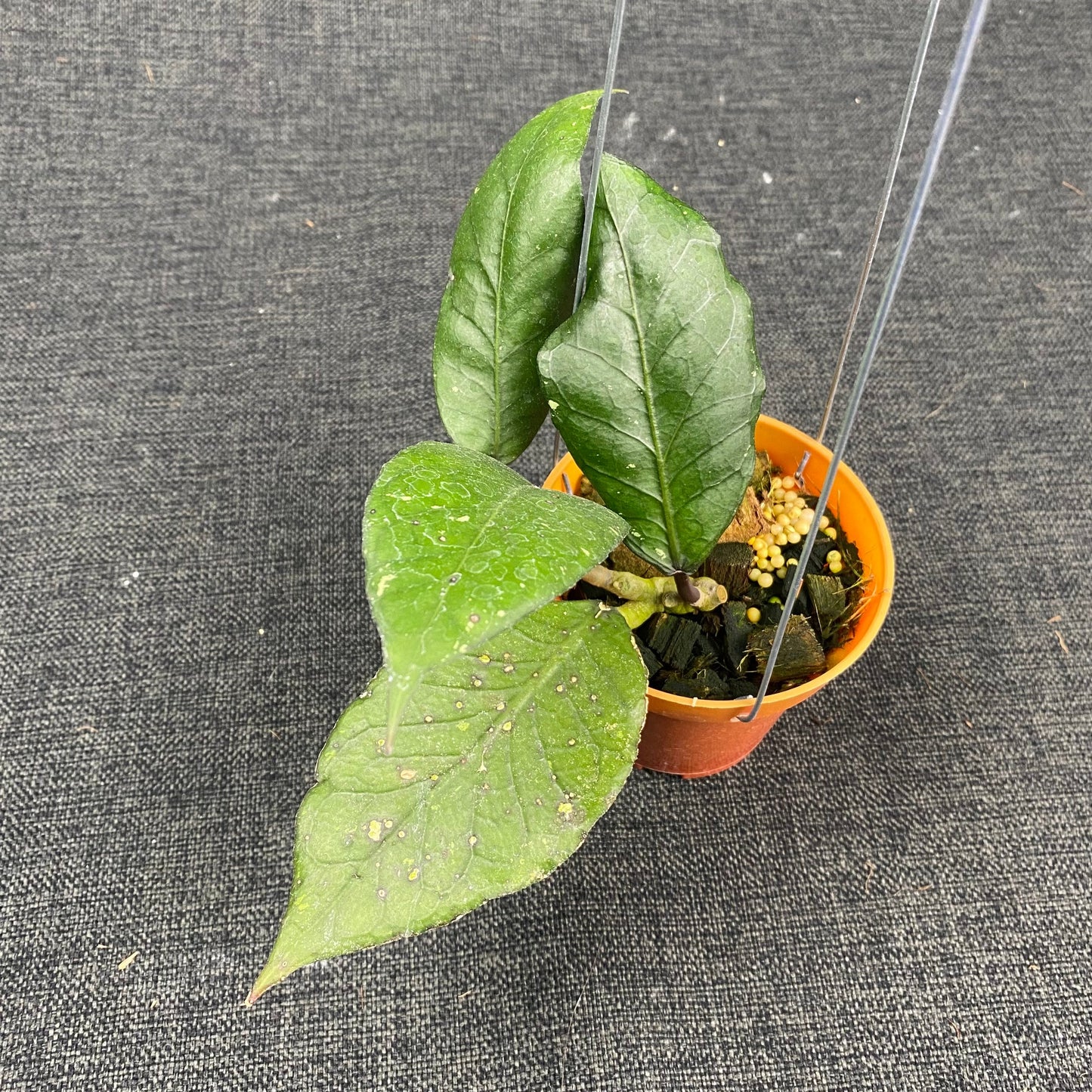 Hoya SP Aceh Puffer Fish - Indonesian Rare Plants