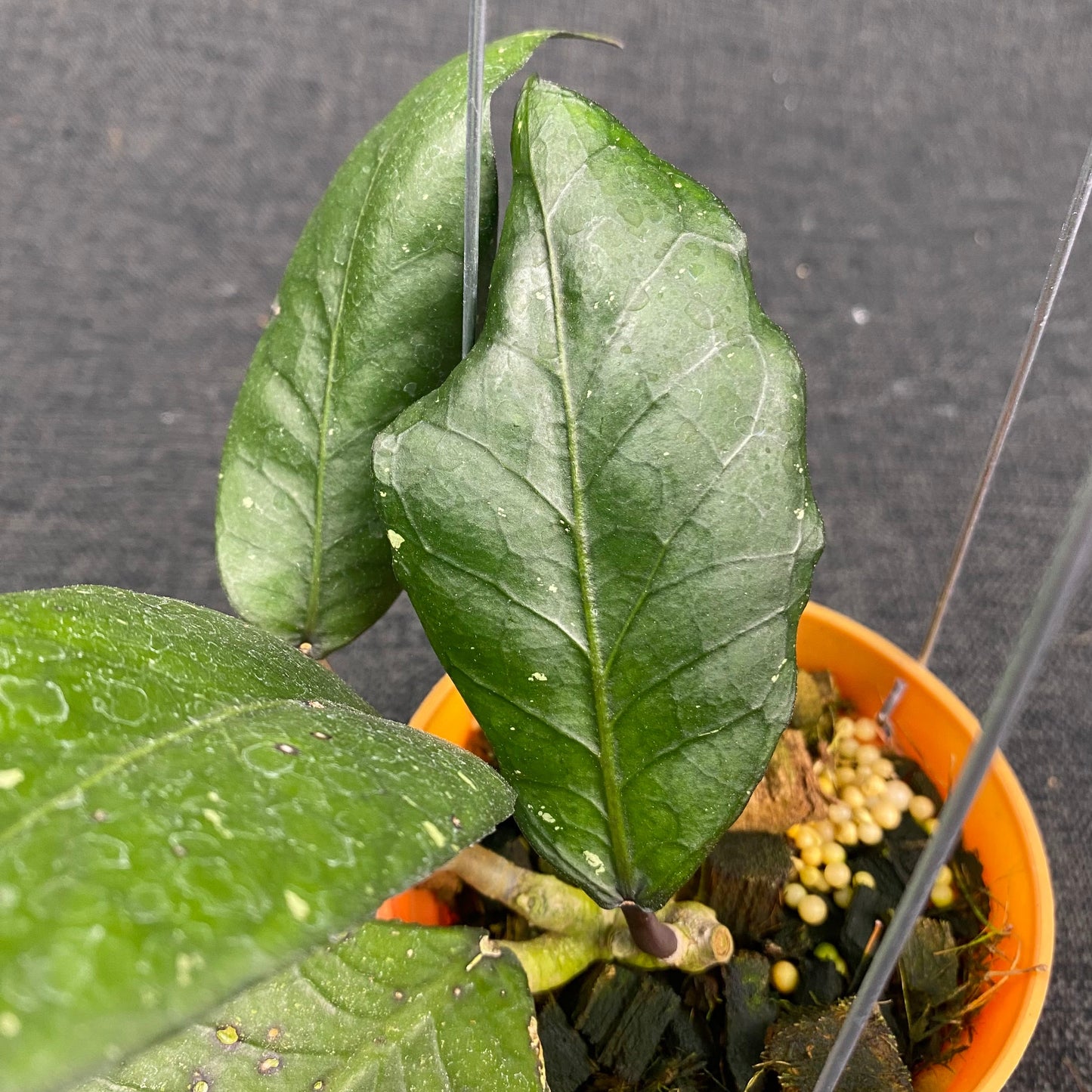 Hoya SP Aceh Puffer Fish