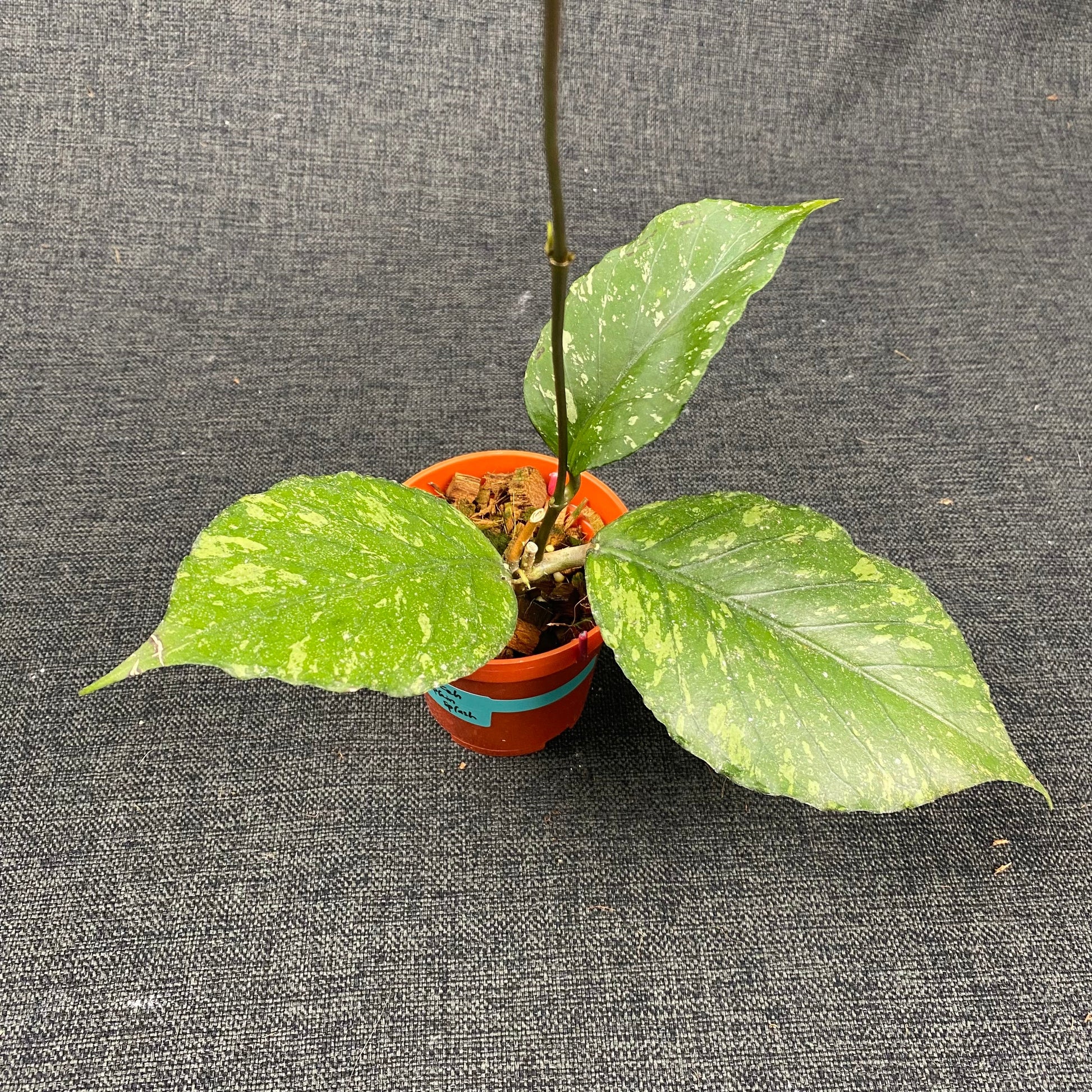 Hoya SP Aceh Pumpkin Splash - Indonesian Rare Plants