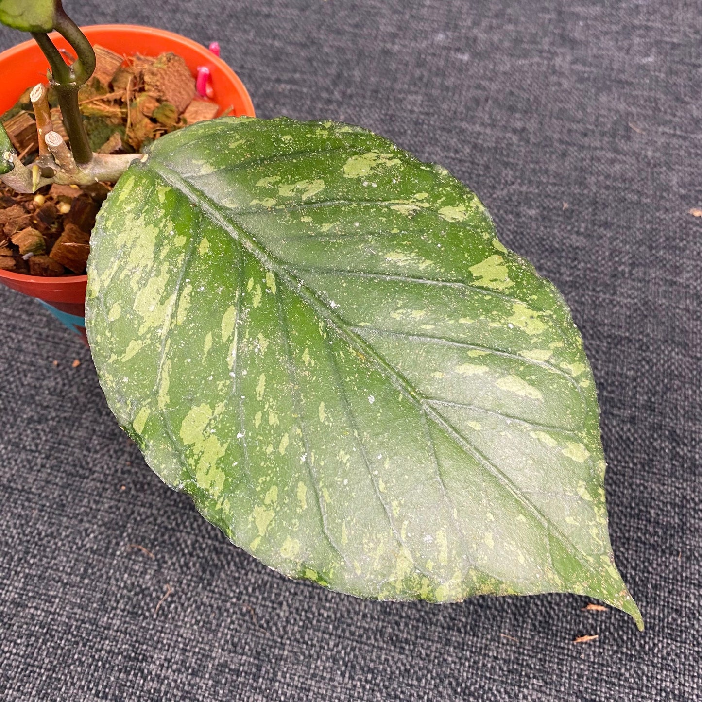 Hoya SP Aceh Pumpkin Splash
