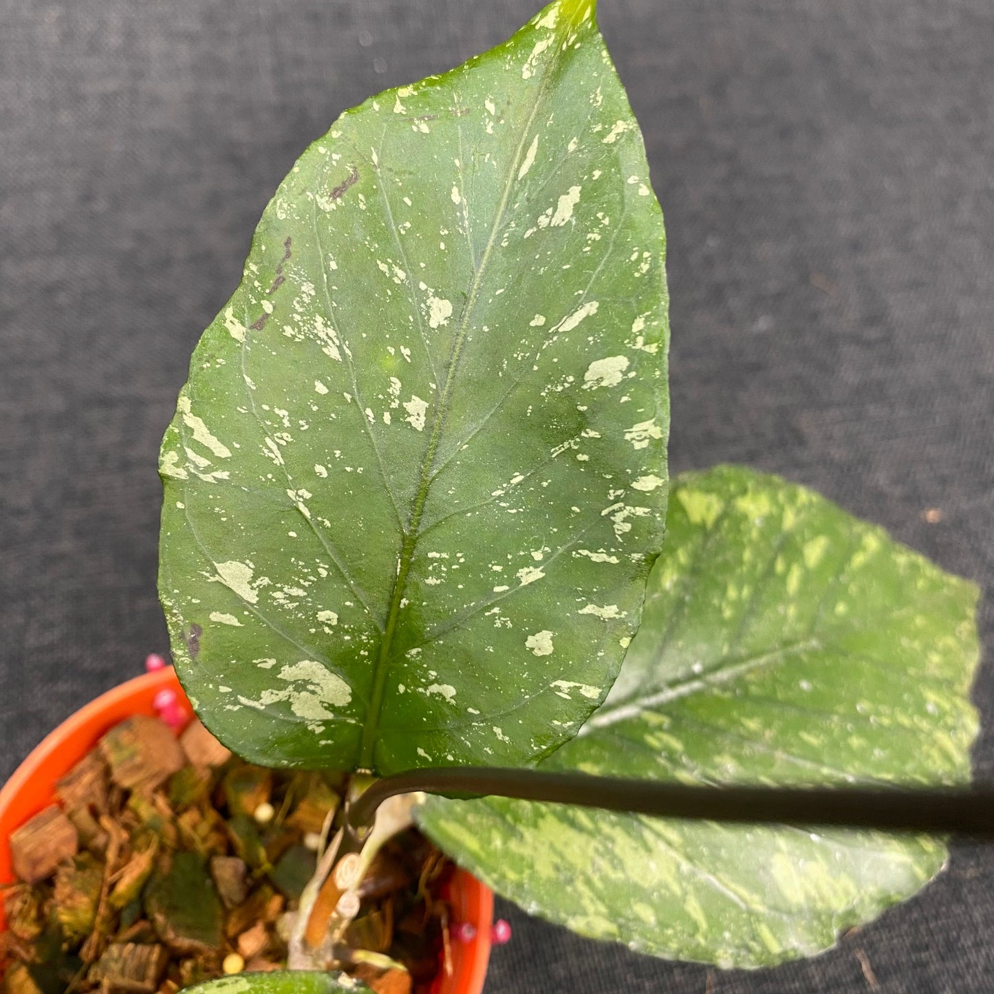 Hoya SP Aceh Pumpkin Splash