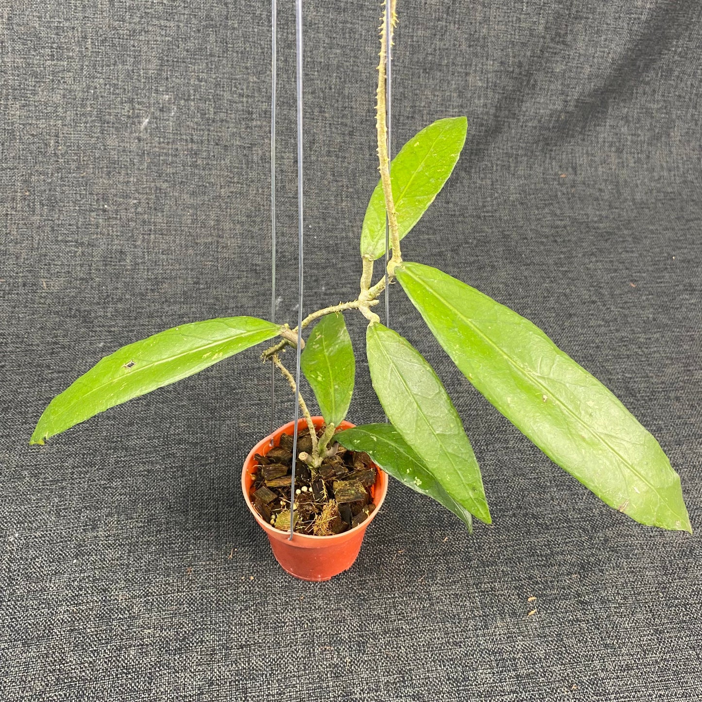 Hoya SP Aceh Green Blade - Indonesian Rare Plants