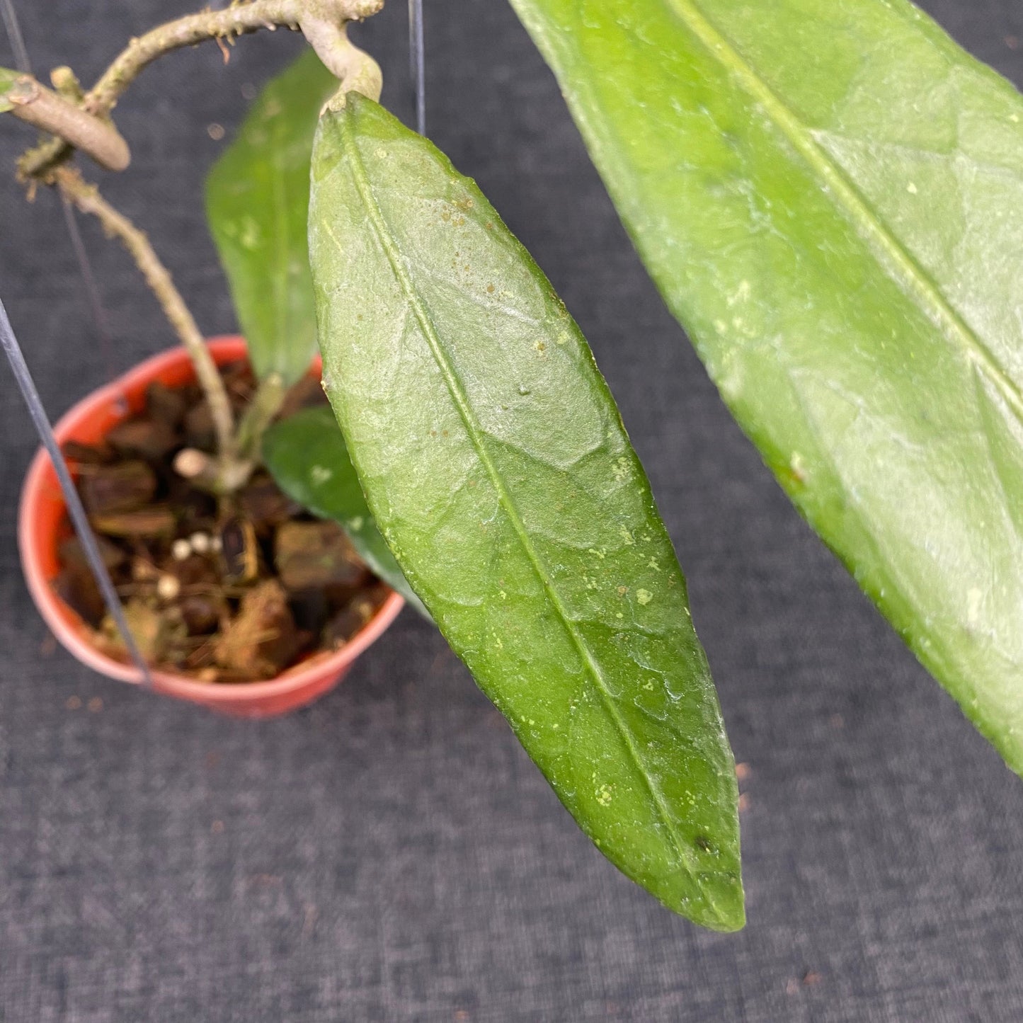 Hoya SP Aceh Green Blade