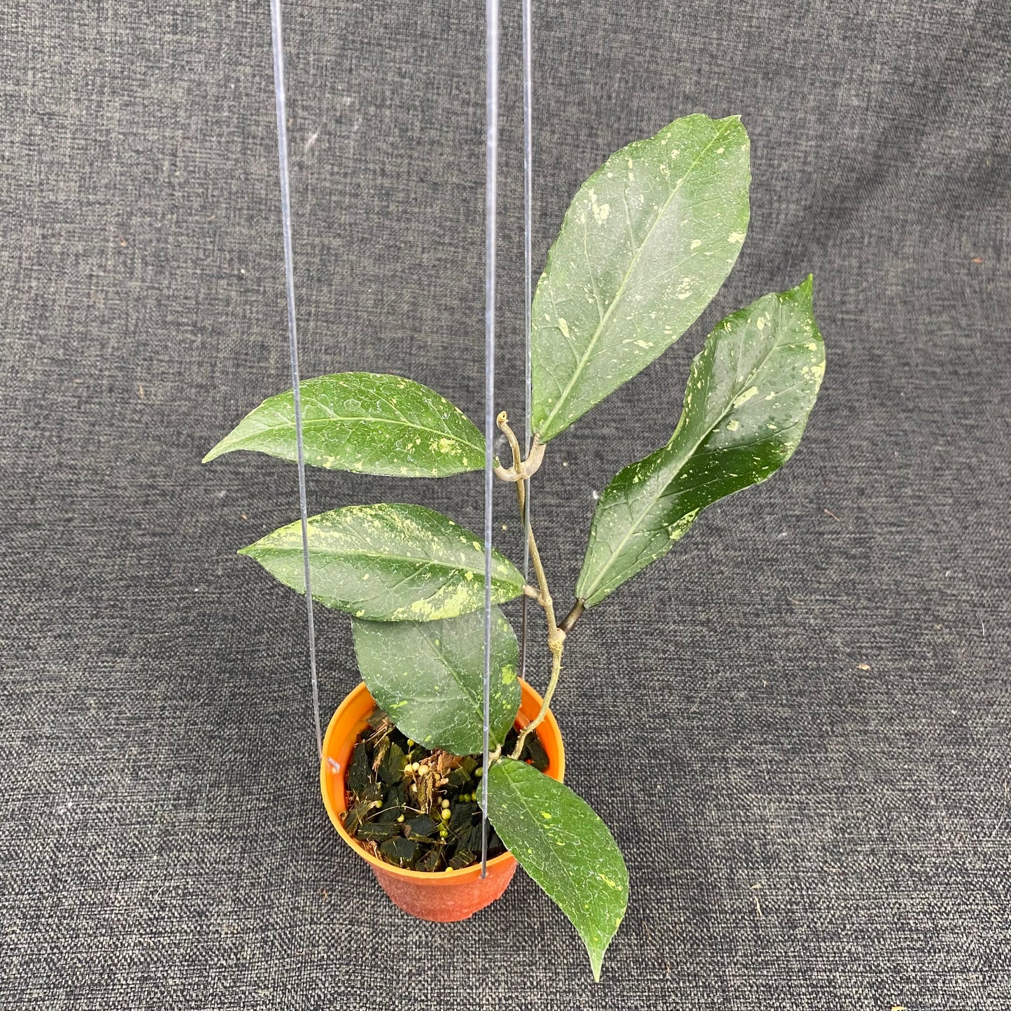 Hoya SP Aceh Rare Pattern - Indonesian Rare Plants
