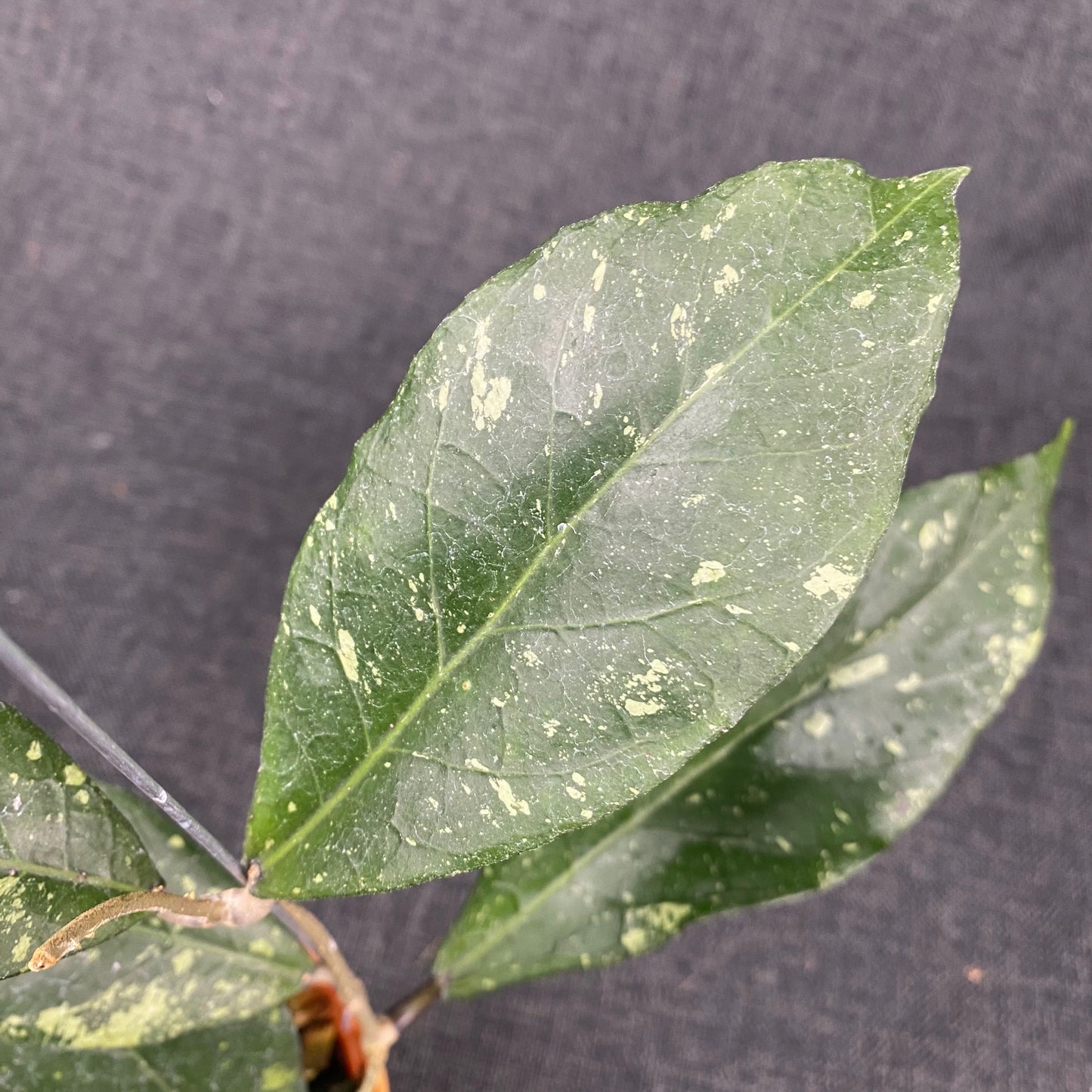 Hoya SP Aceh Rare Pattern