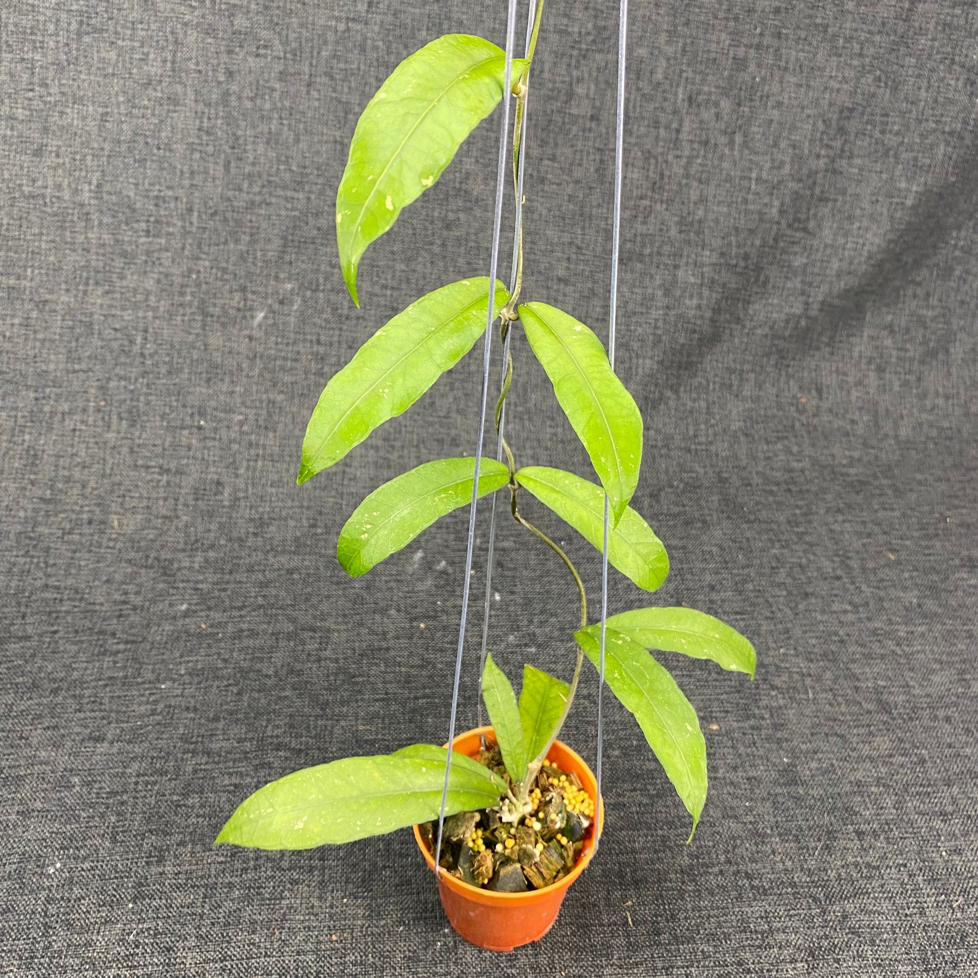 Hoya SP Aceh Smiling Dragon - Indonesian Rare Plants