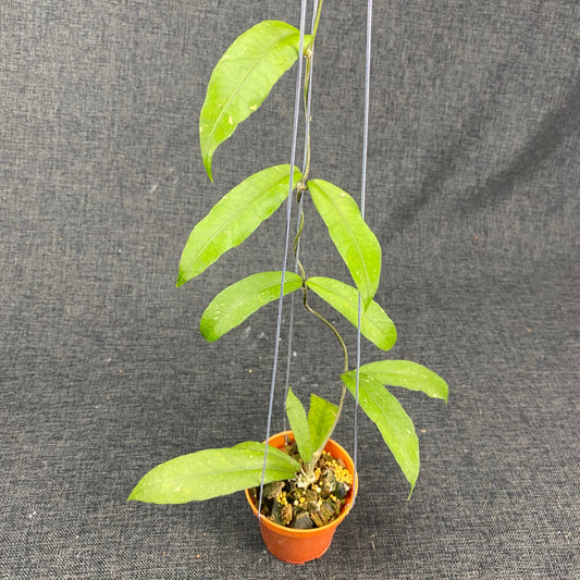 Hoya SP Aceh Smiling Dragon - Indonesian Rare Plants