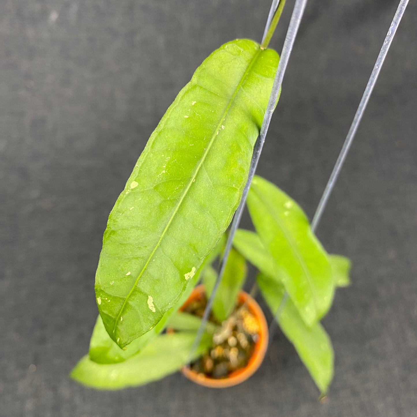 Hoya SP Aceh Smiling Dragon