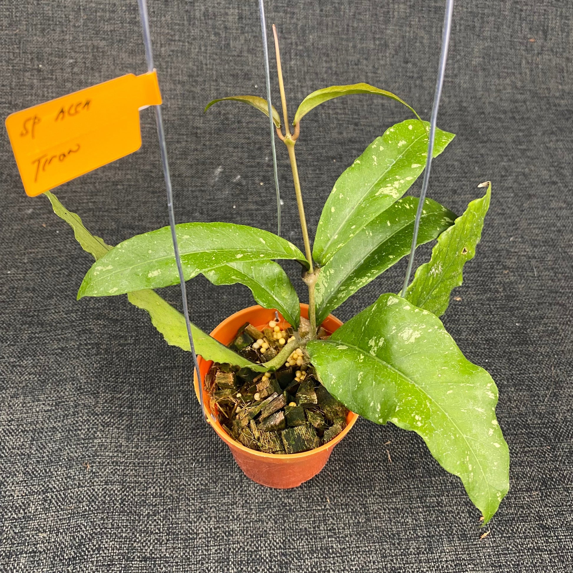 Hoya SP Aceh Tyran - Indonesian Rare Plants