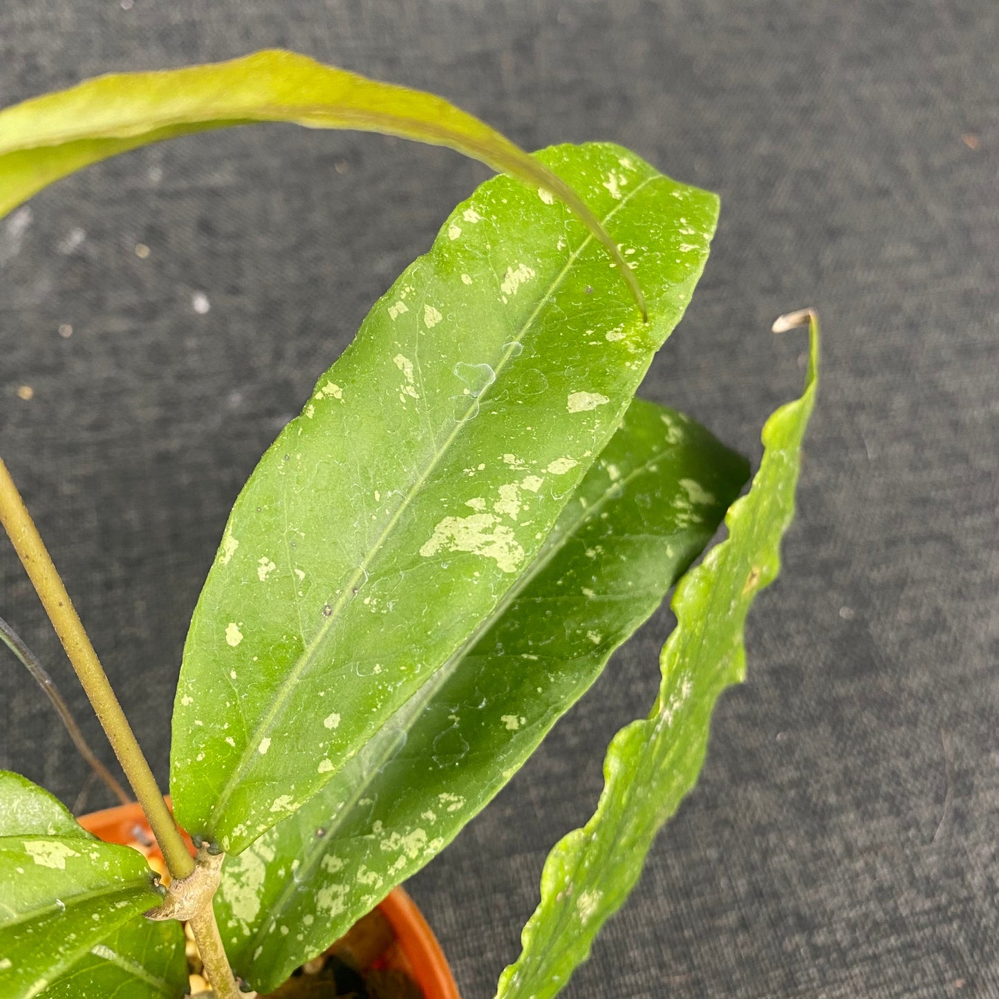 Hoya SP Aceh Tyran