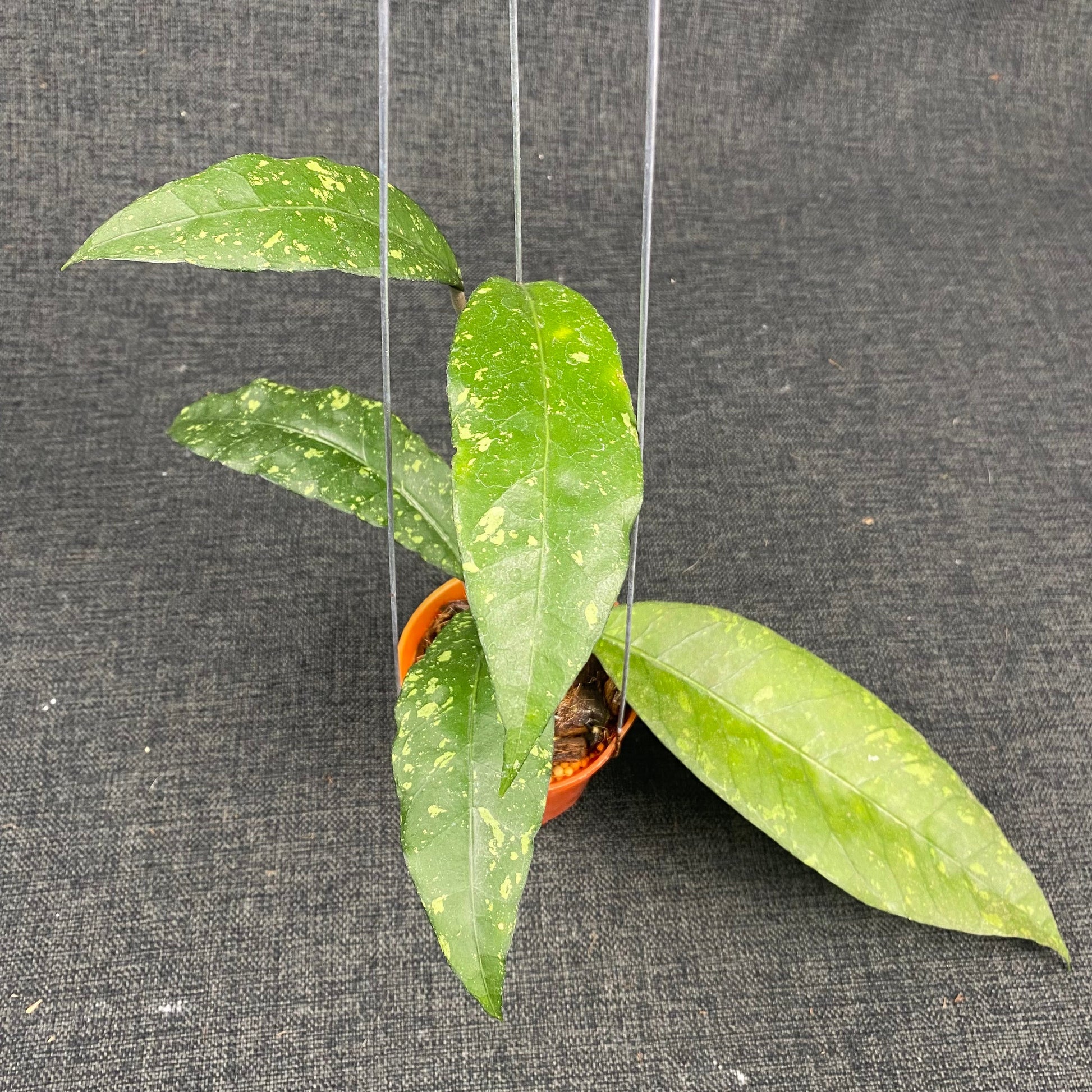 Hoya SP Aceh Ume Panu - Indonesian Rare Plants