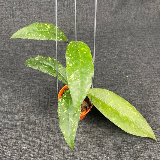 Hoya SP Aceh Ume Panu - Indonesian Rare Plants