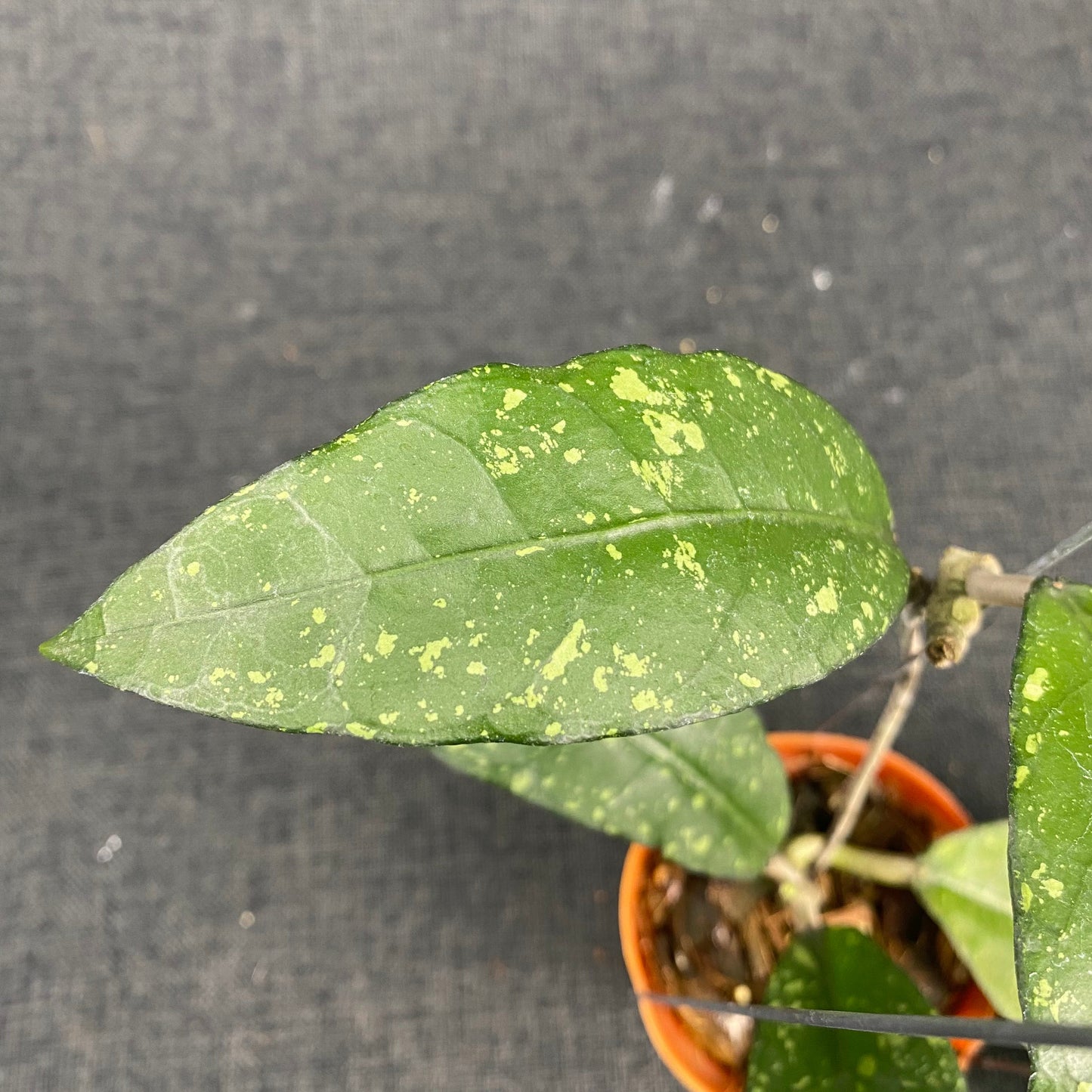 Hoya SP Aceh Ume Panu