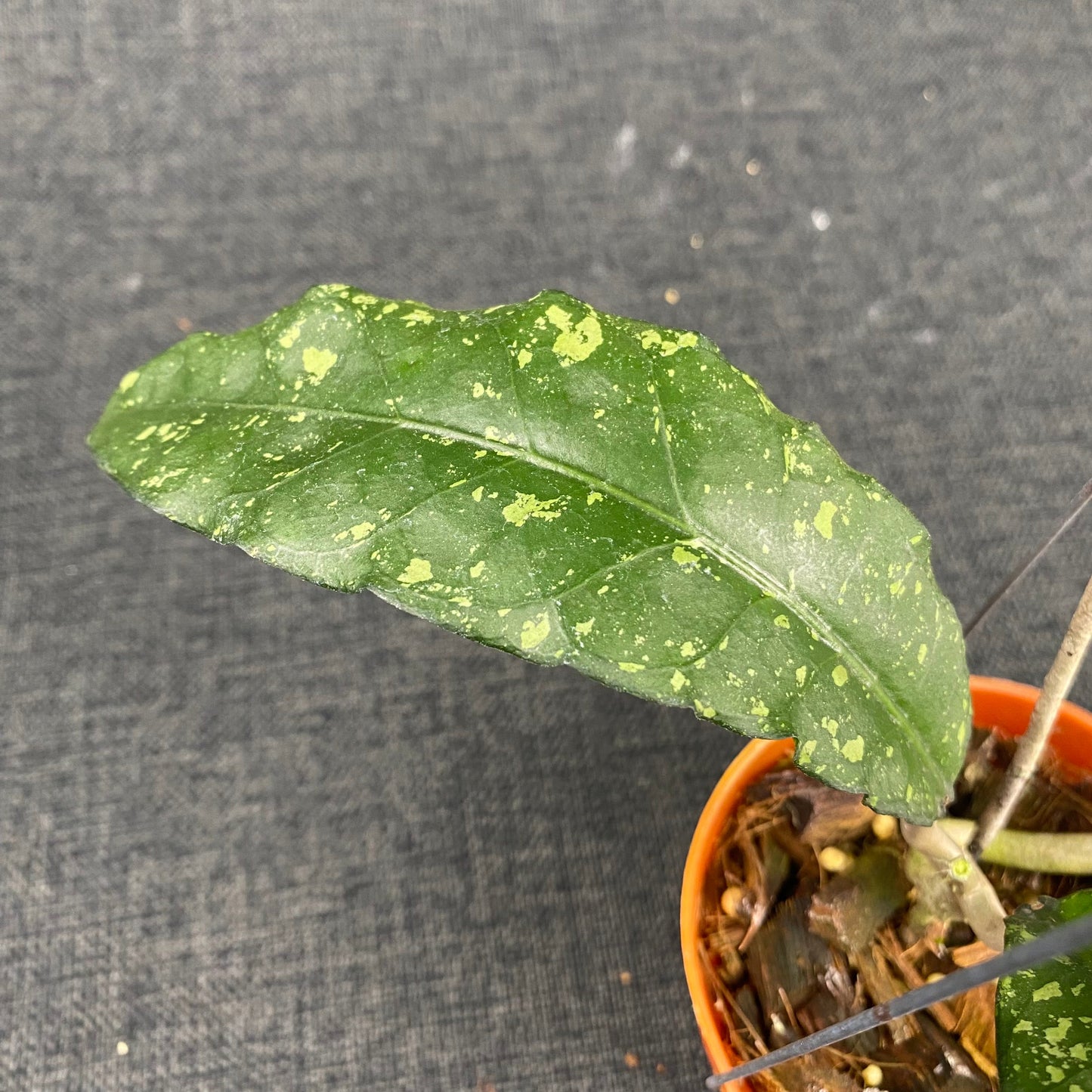 Hoya SP Aceh Ume Panu