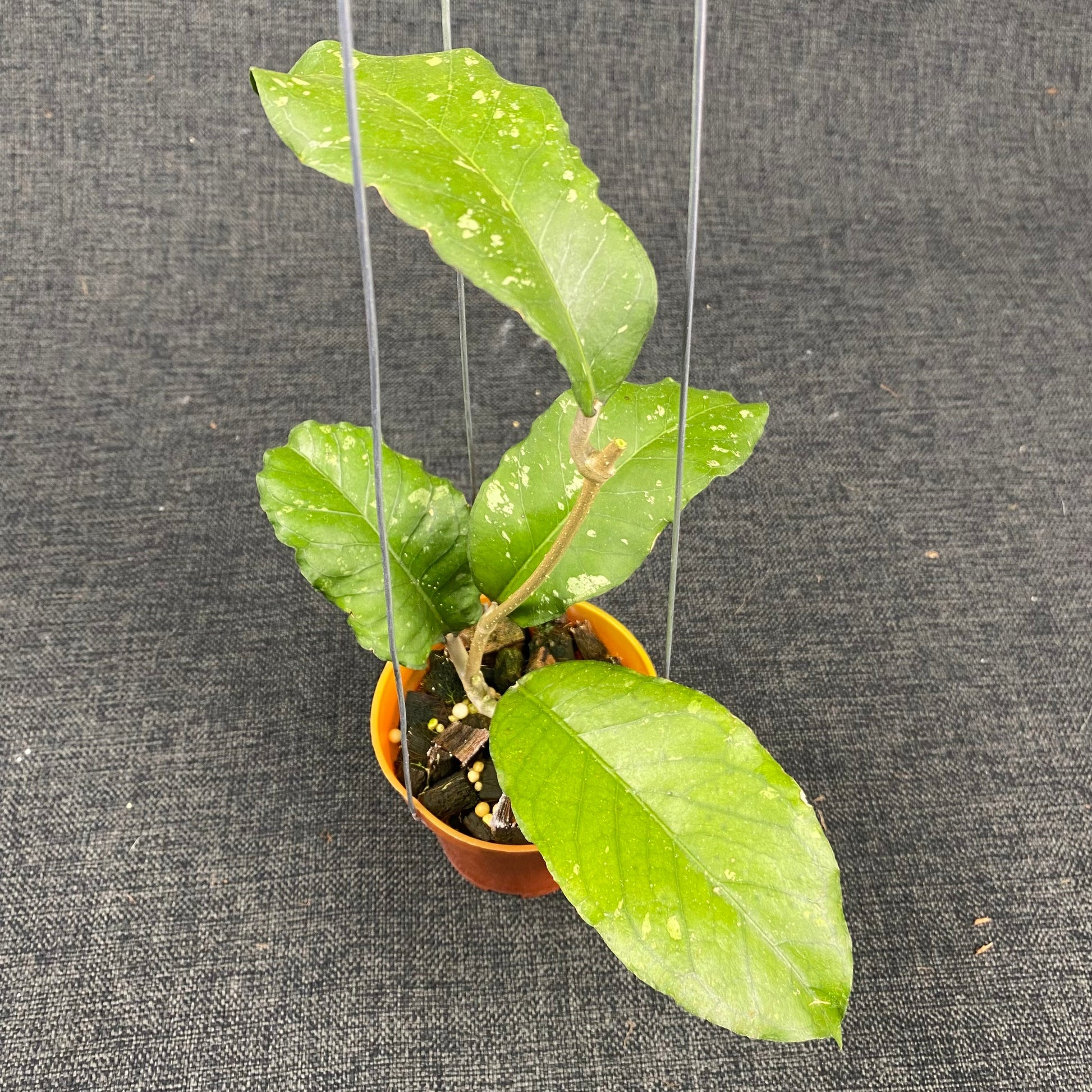 Hoya SP Aceh X-10 - Indonesian Rare Plants
