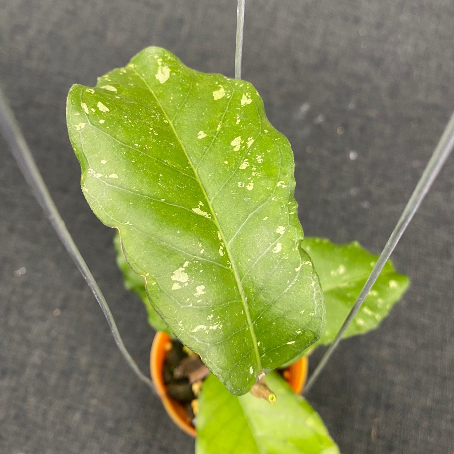 Hoya SP Aceh X-10